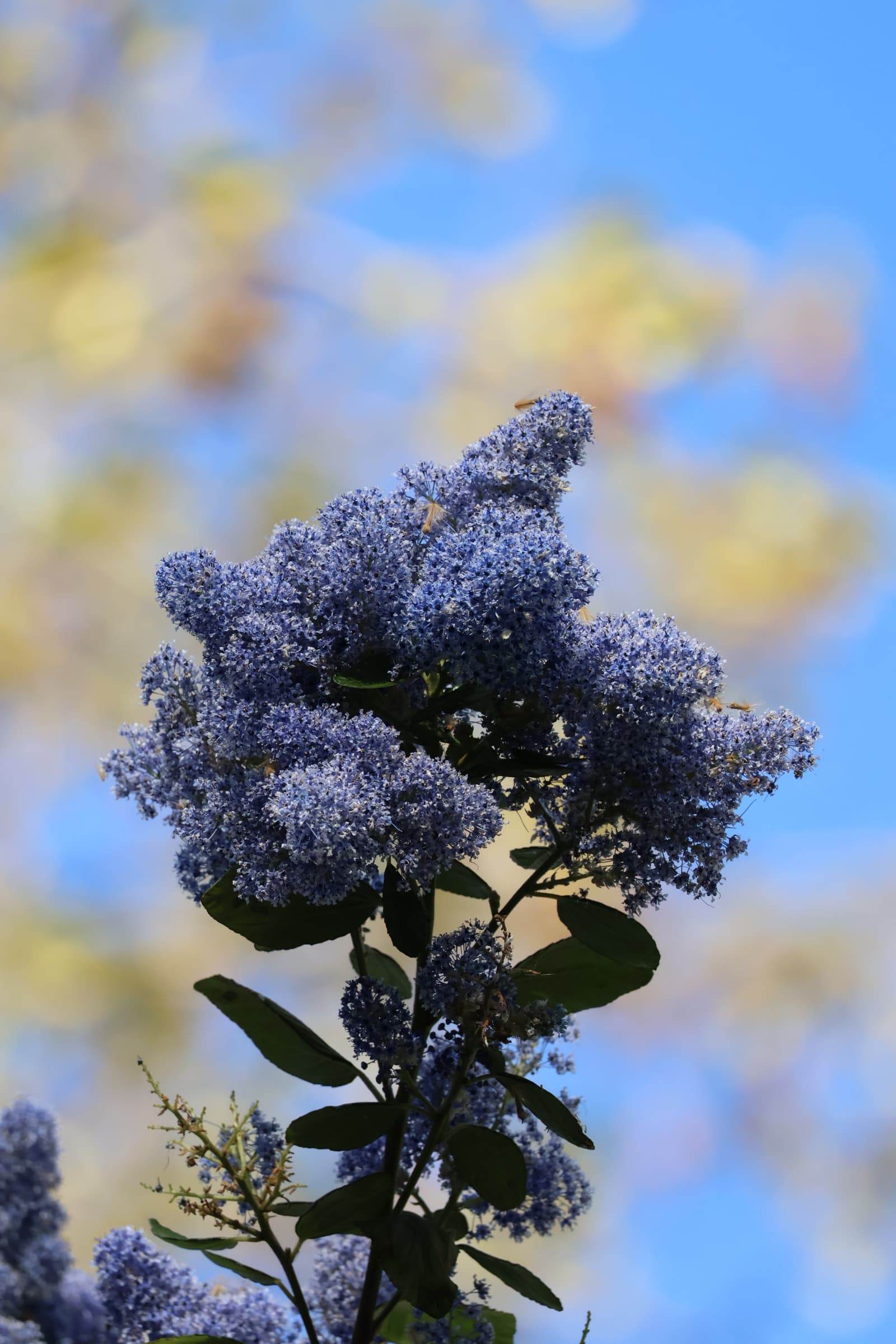 Flower 512