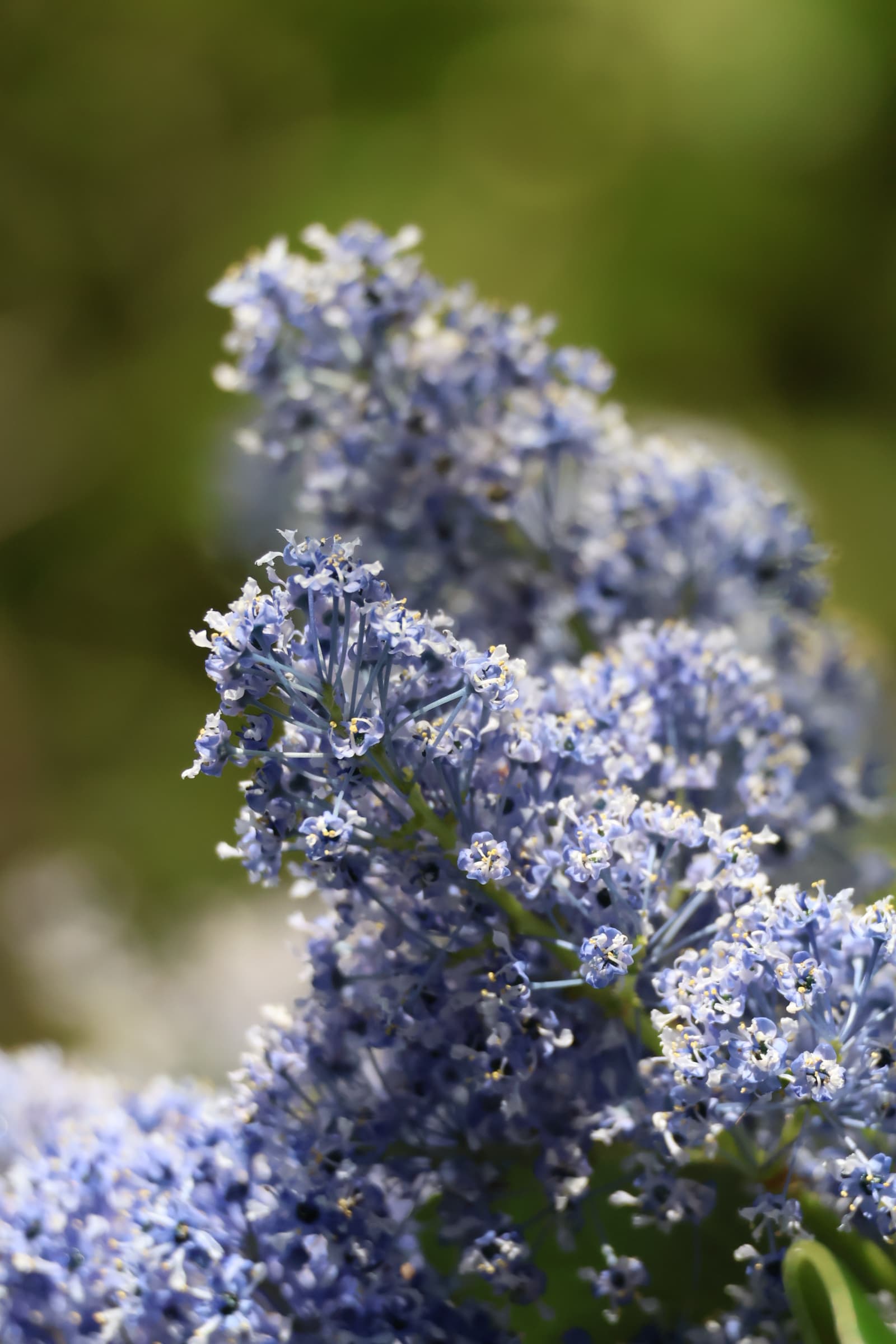 Flower 49