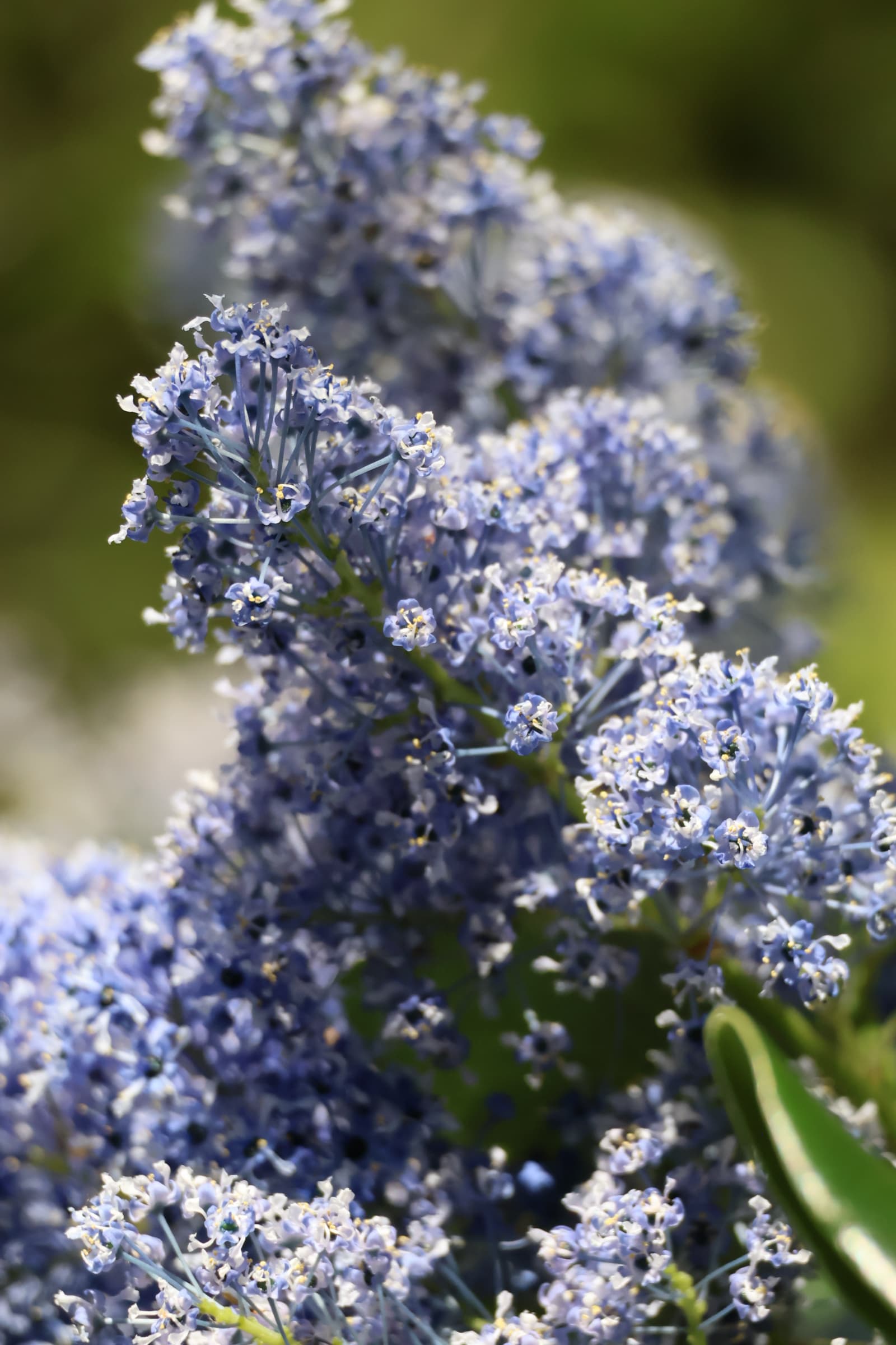 Flower 180