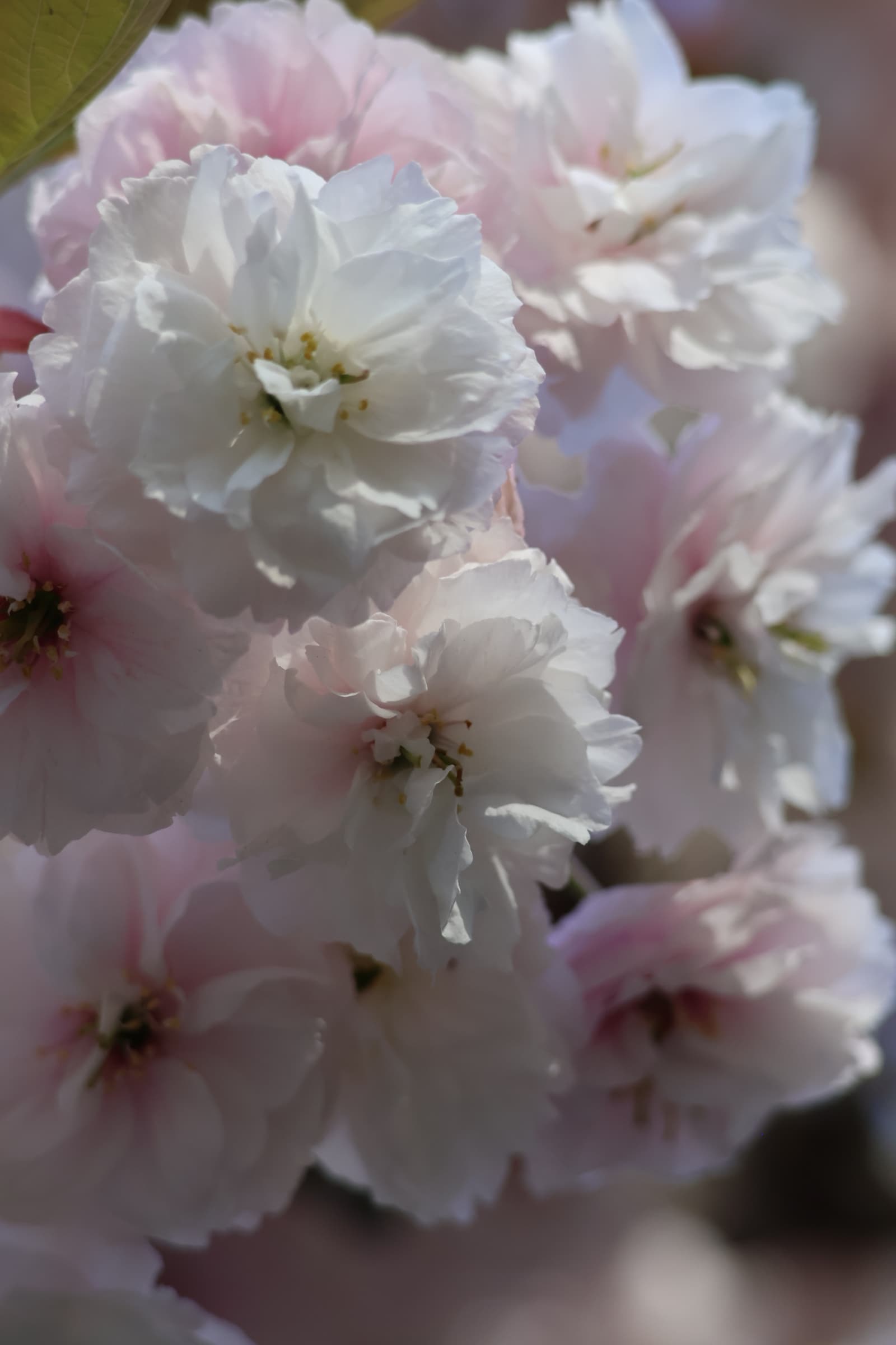 Flower 115