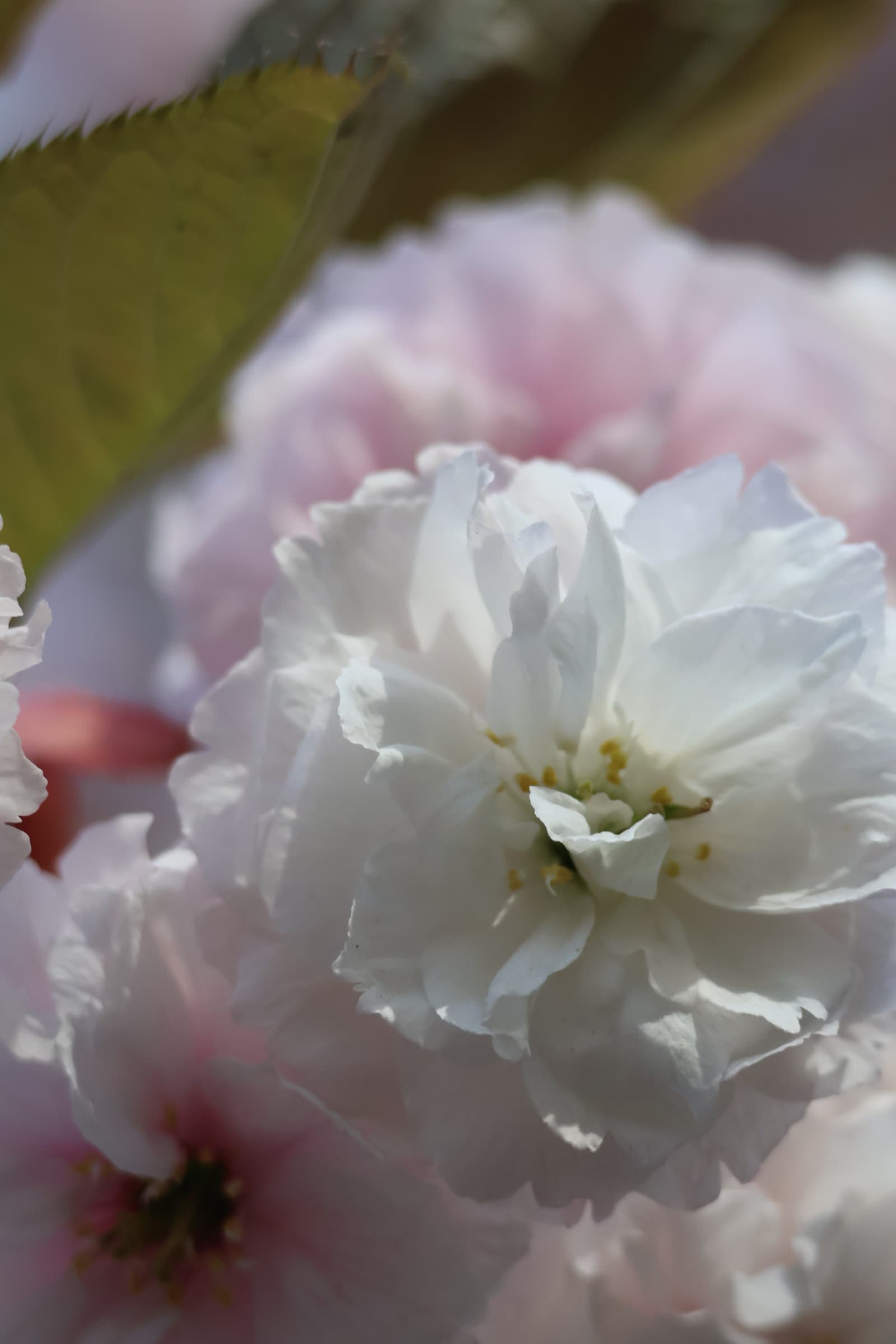 Flower 61