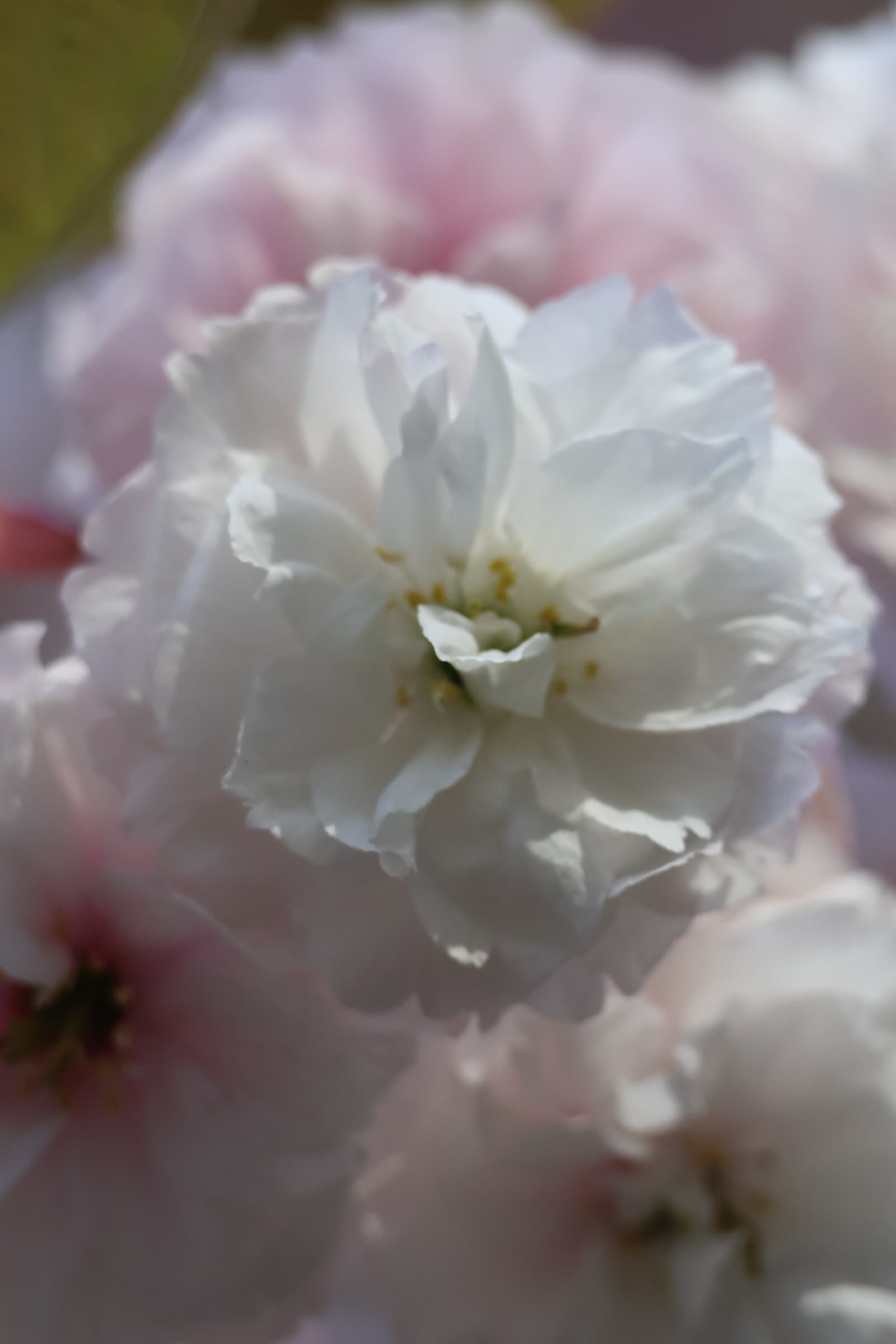 Flower 289