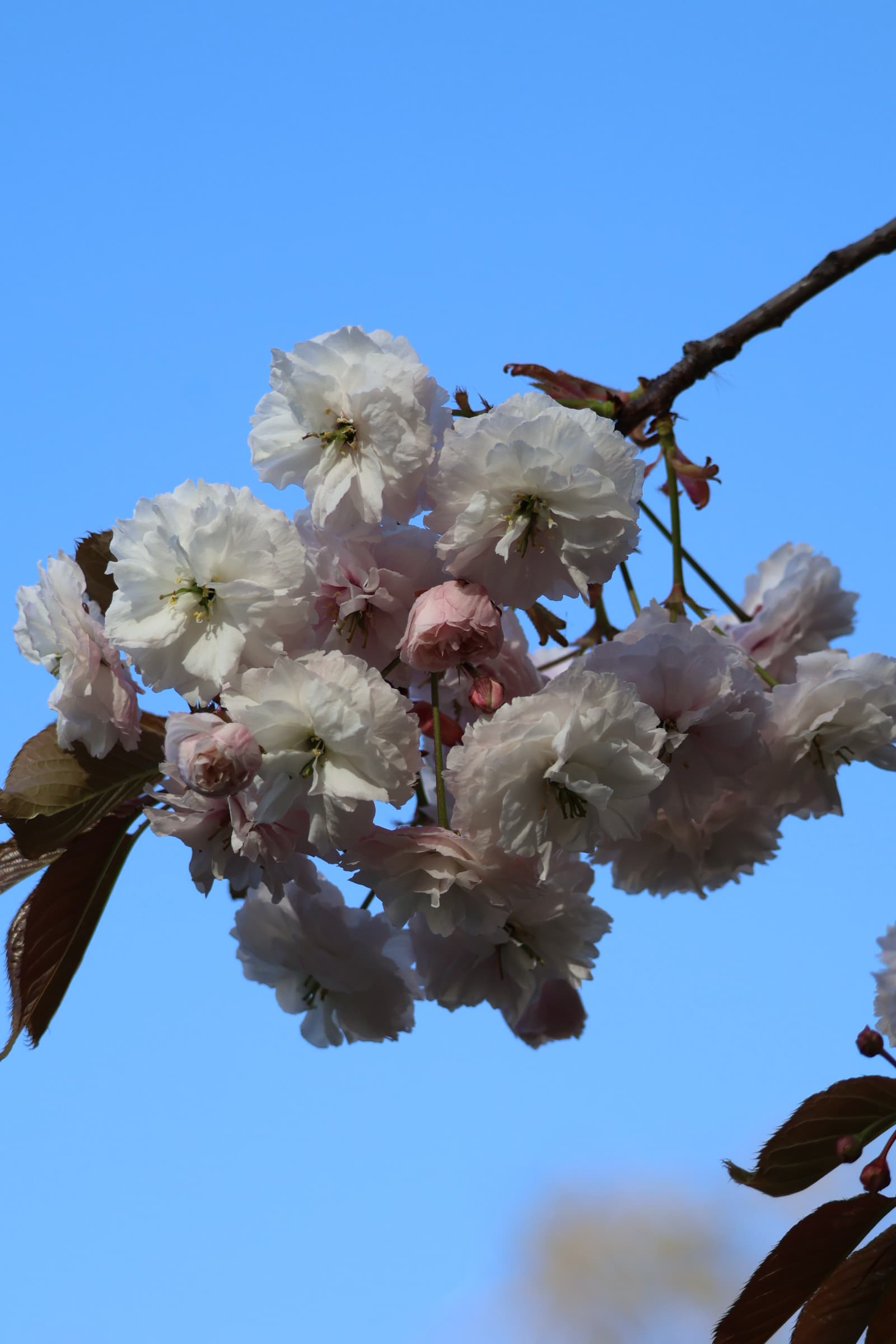 Flower 335
