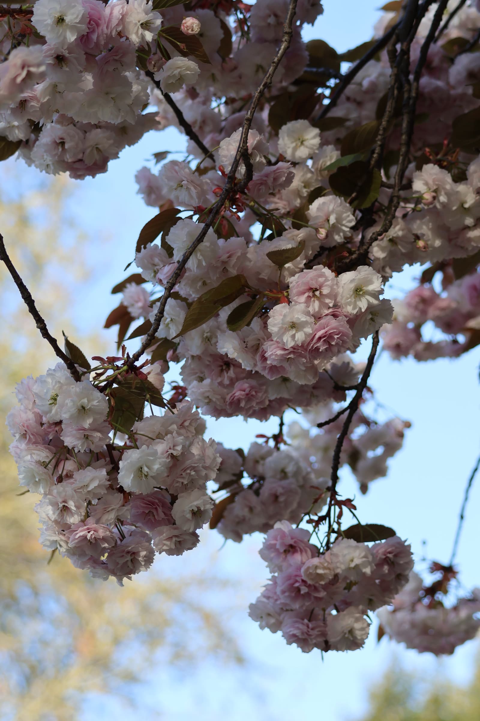 Flower 439