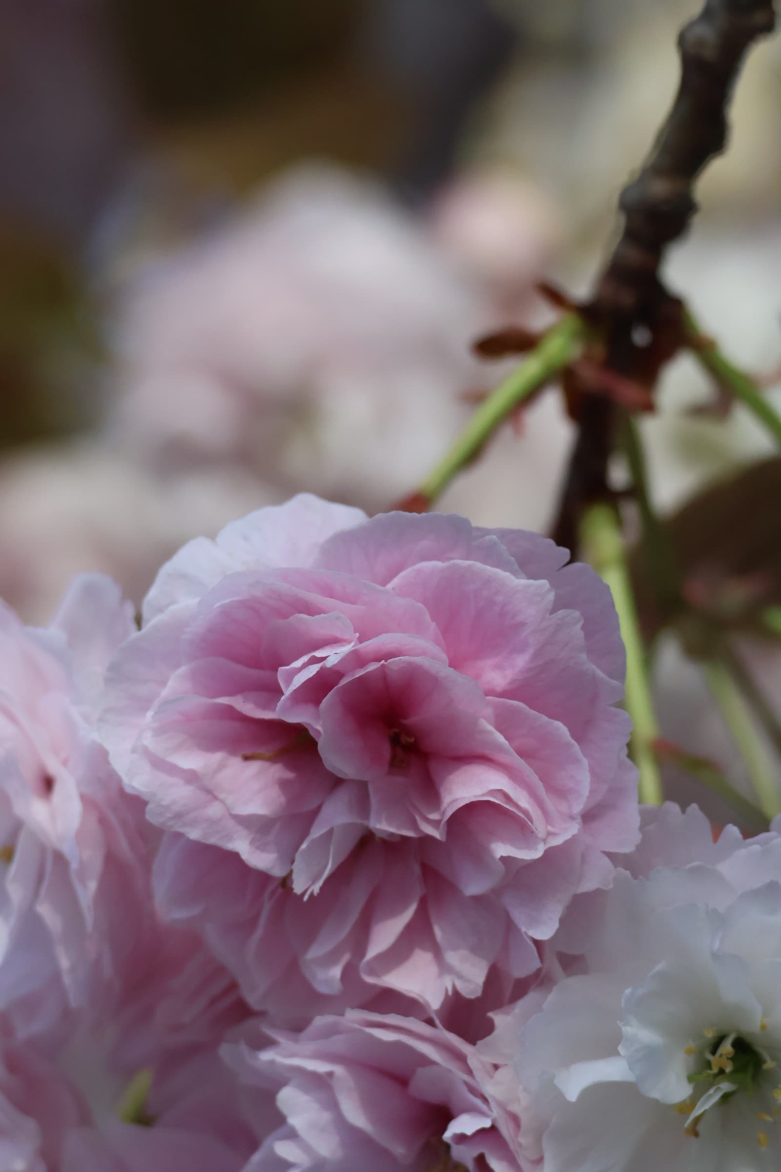 Flower 275