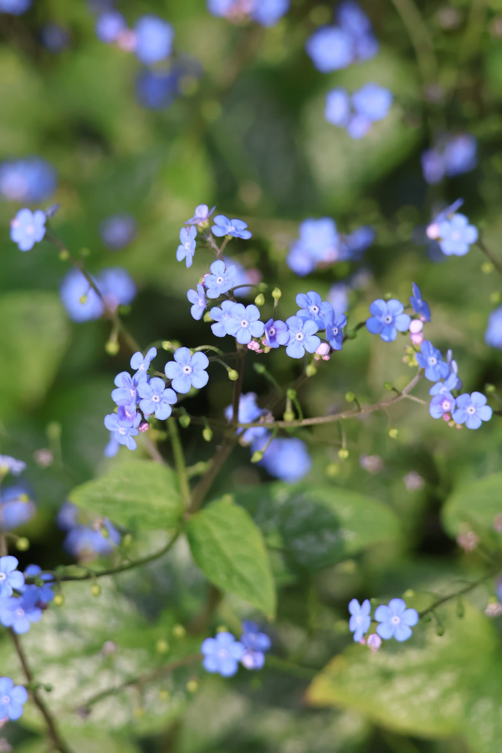 Flower 242