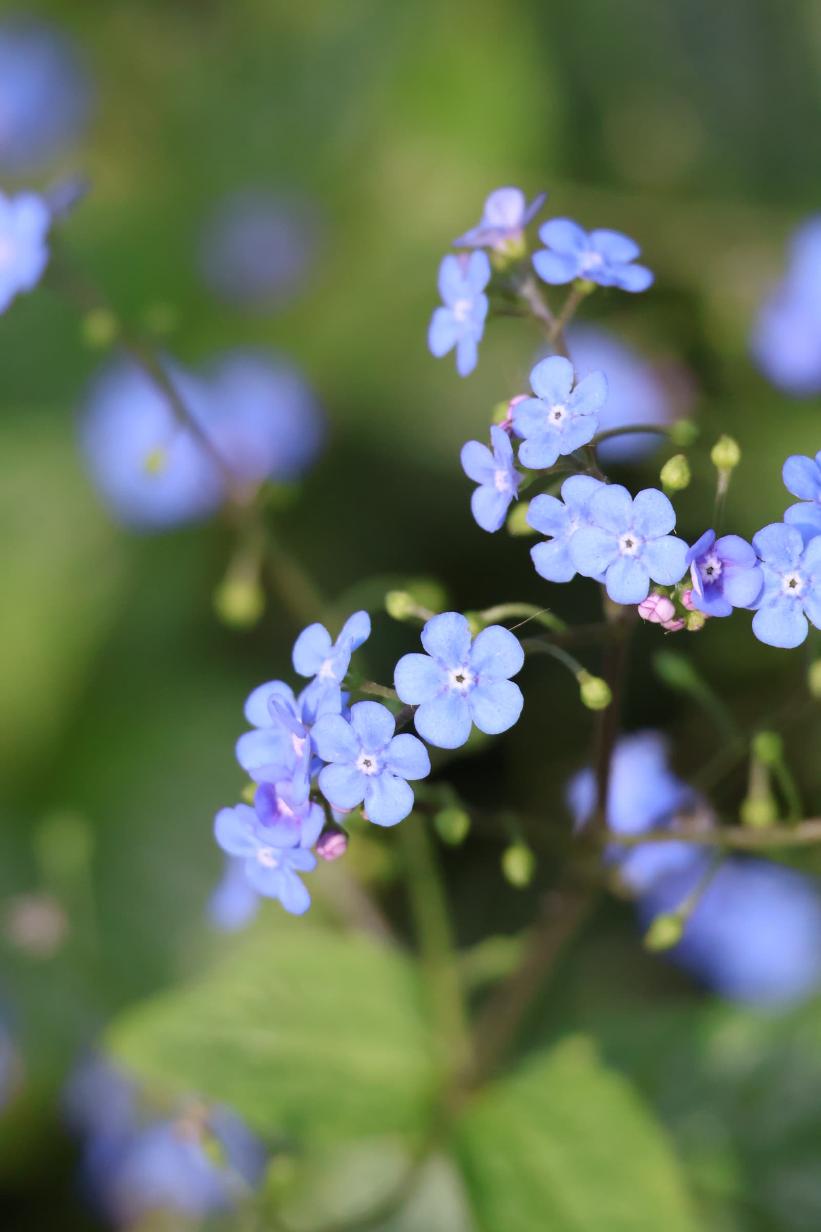 Flower 416