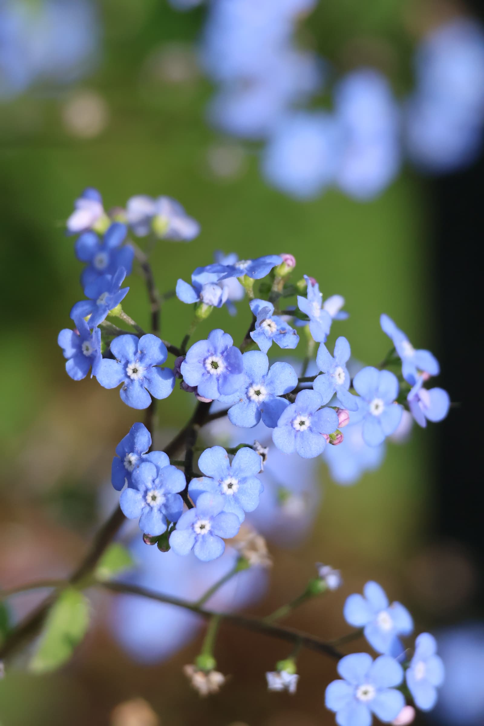 Flower 482