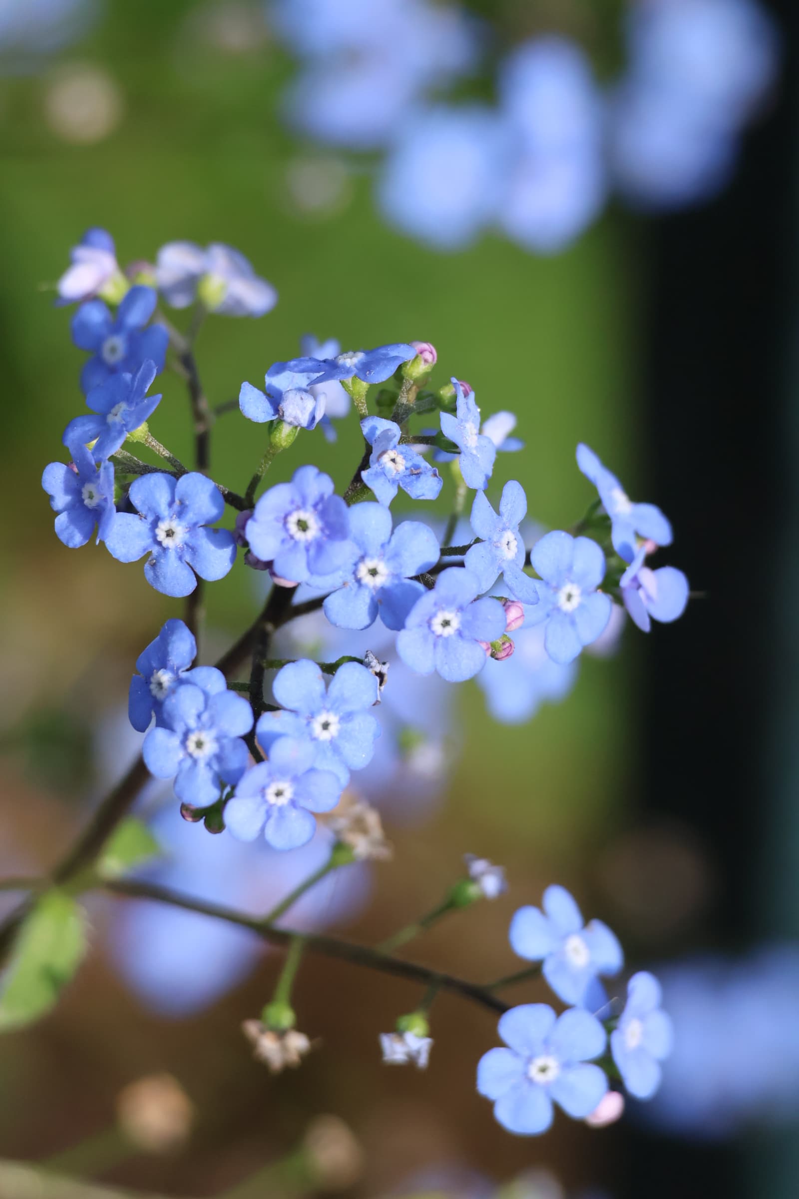 Flower 204