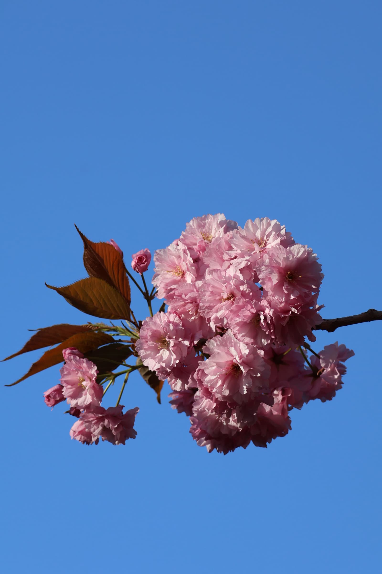 Flower 506