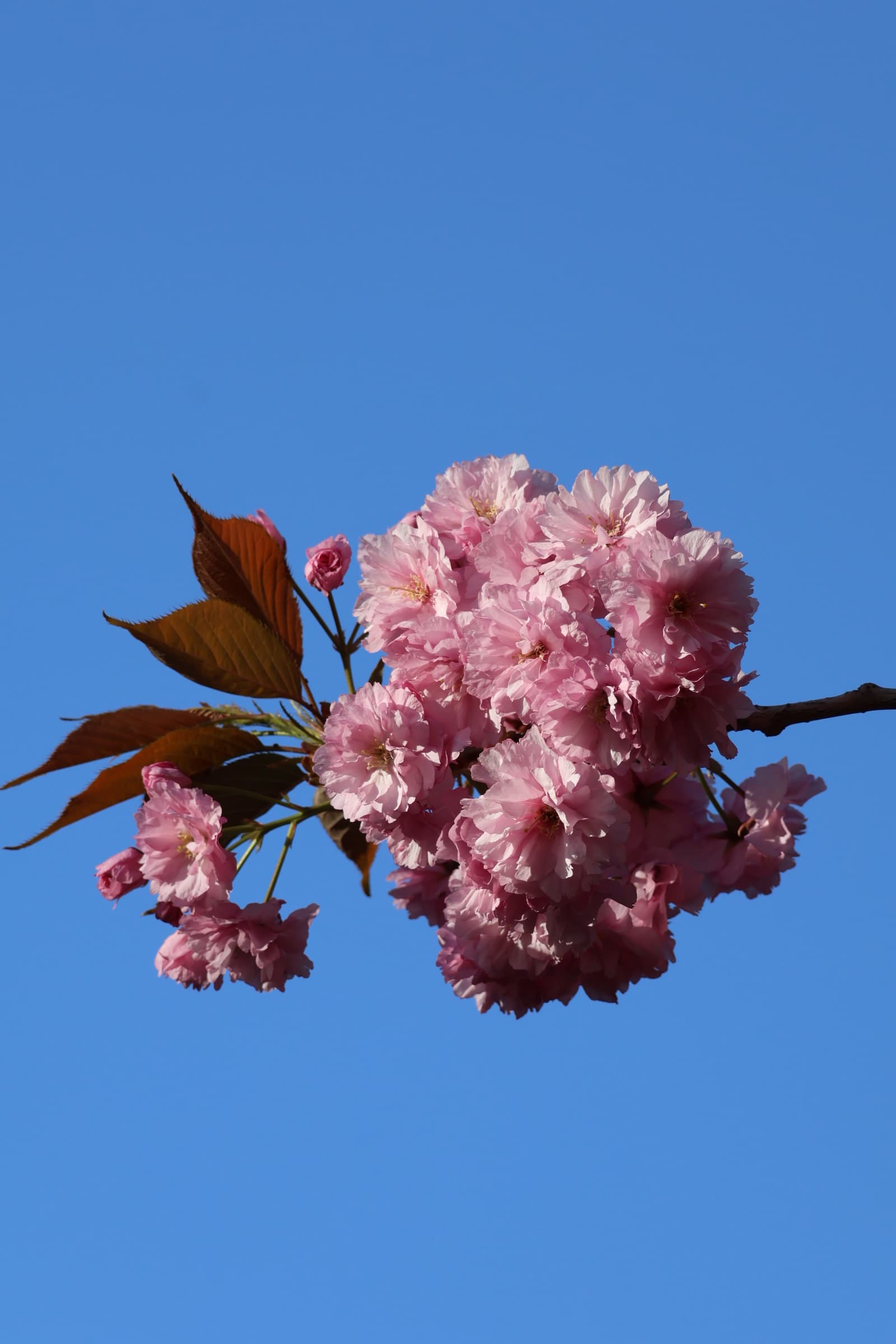 Flower 452