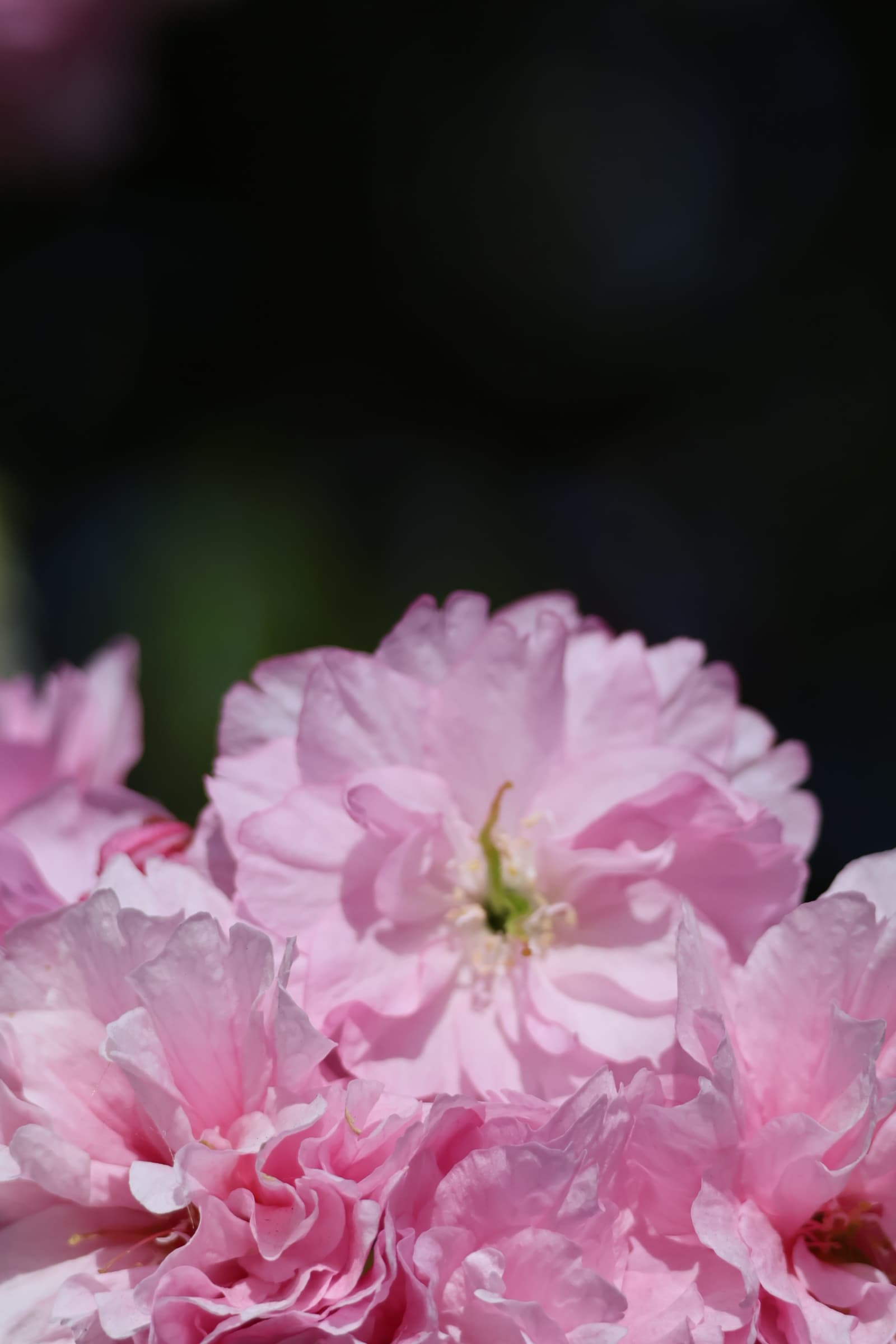 Flower 402