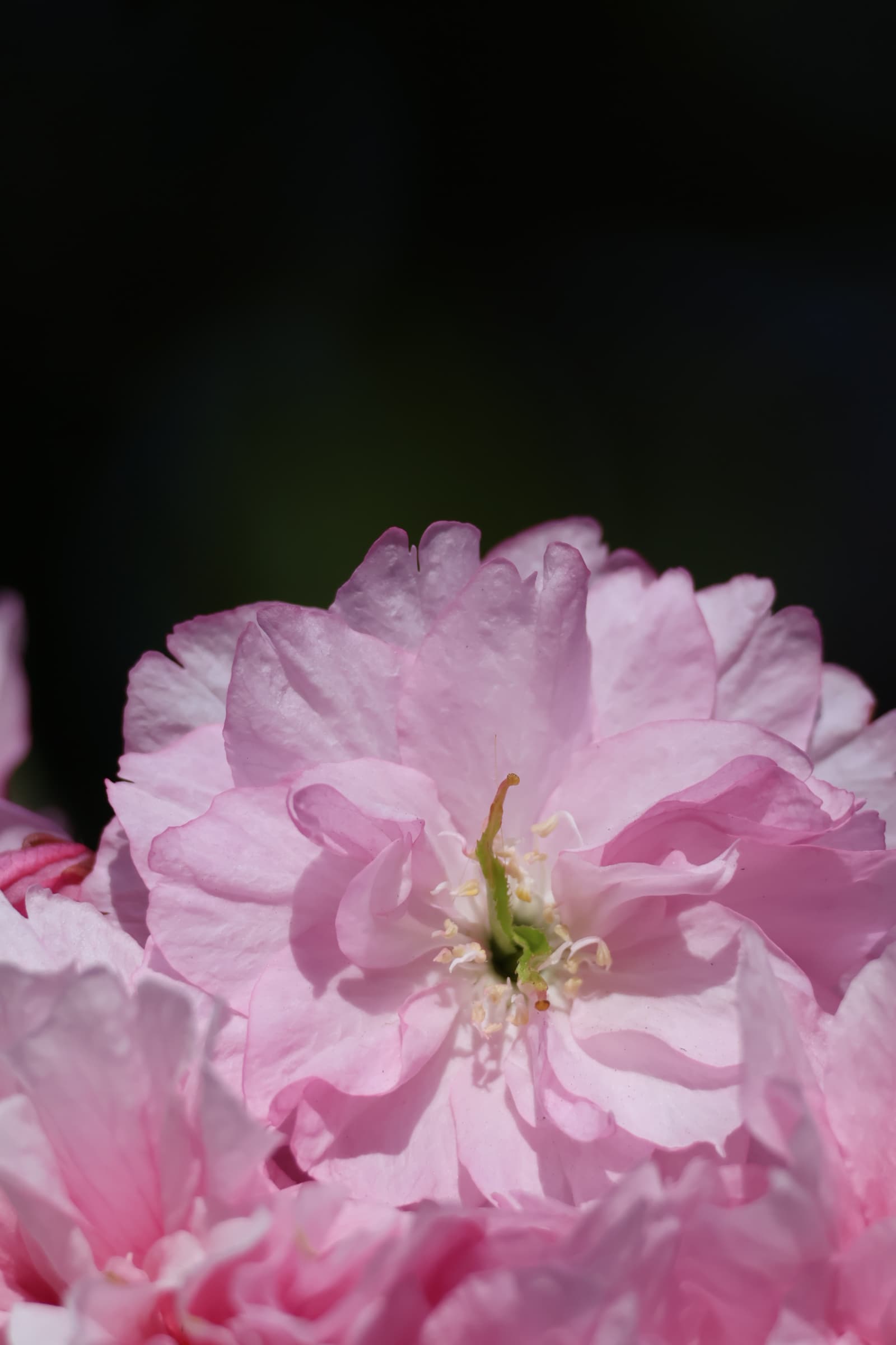 Flower 119