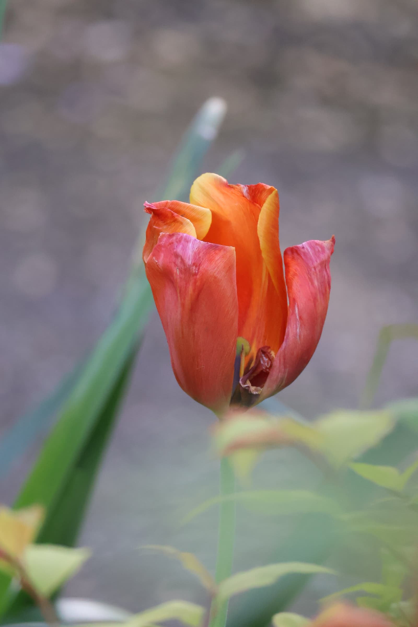 Flower 40
