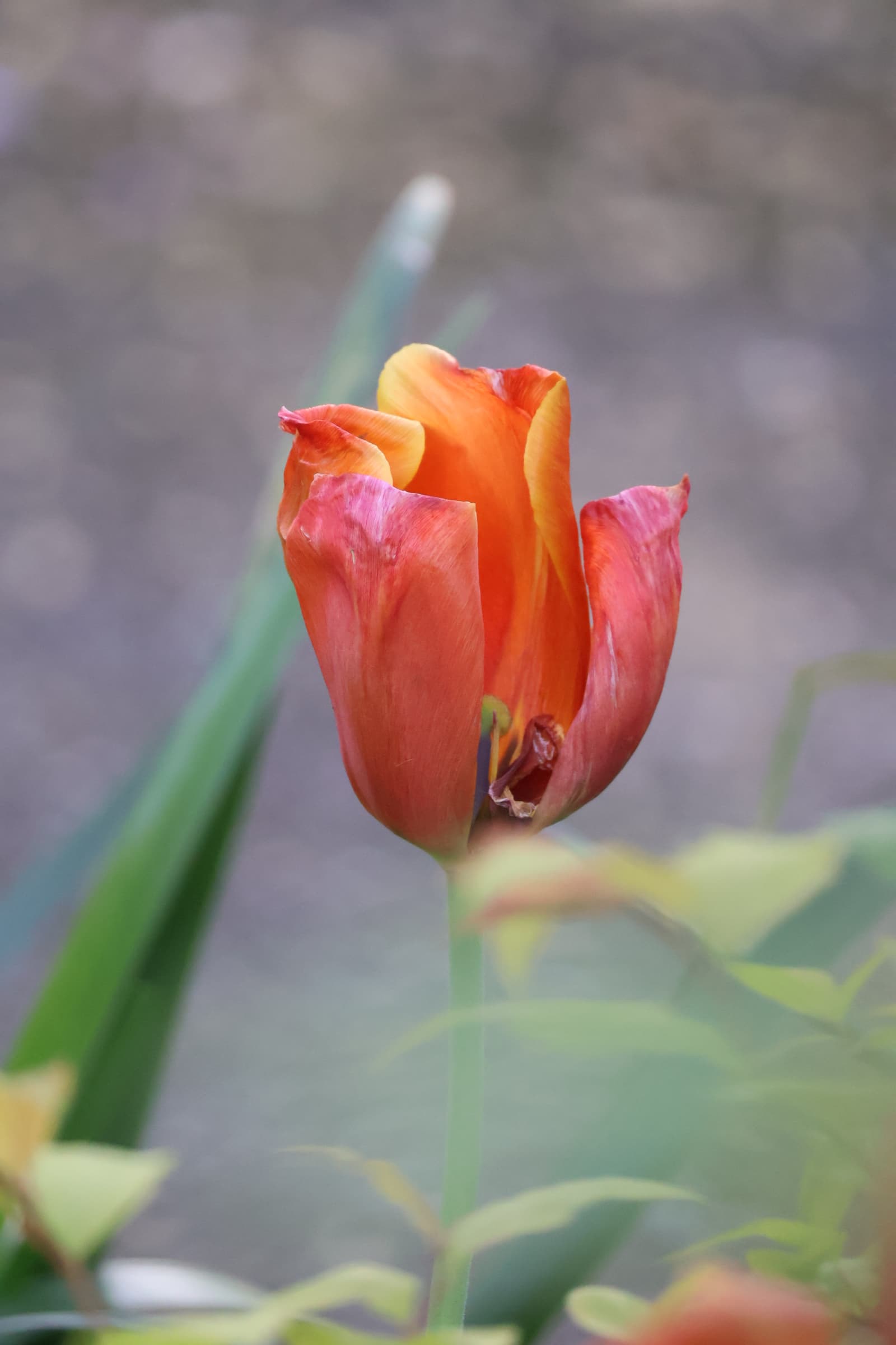 Flower 67