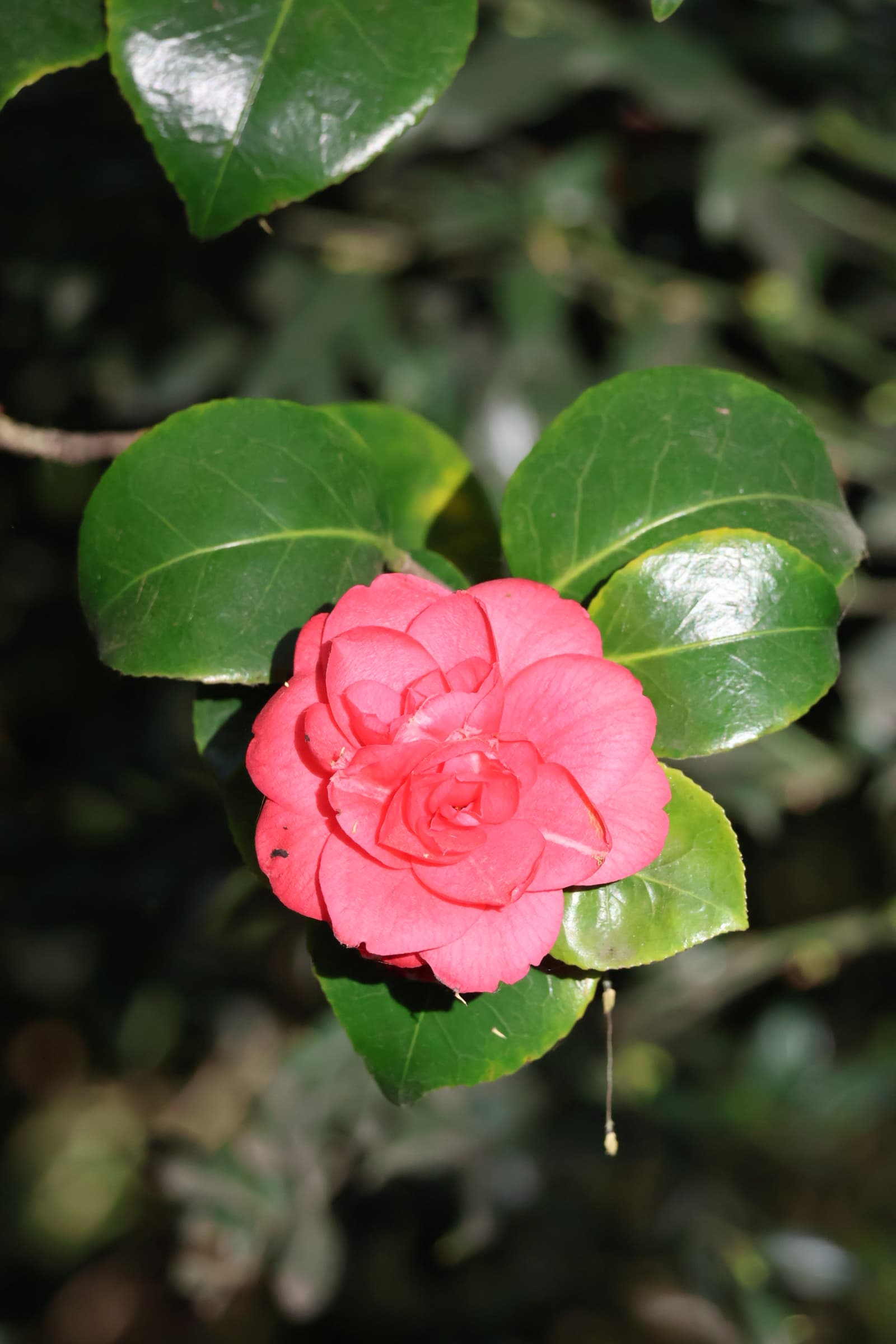 Flower 379