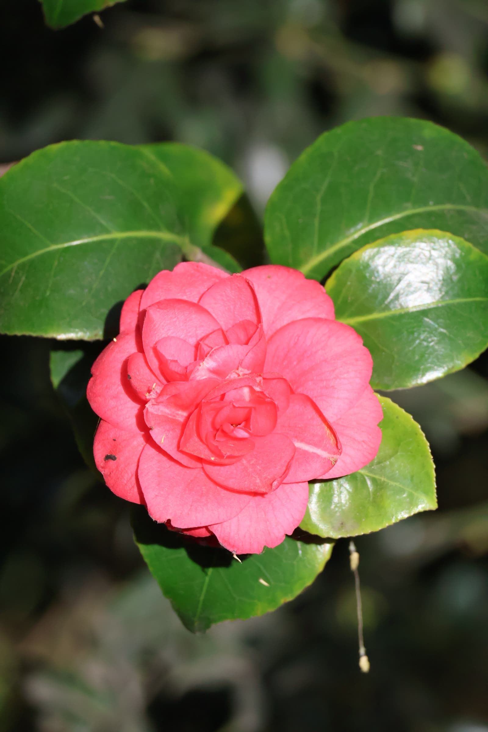 Flower 372