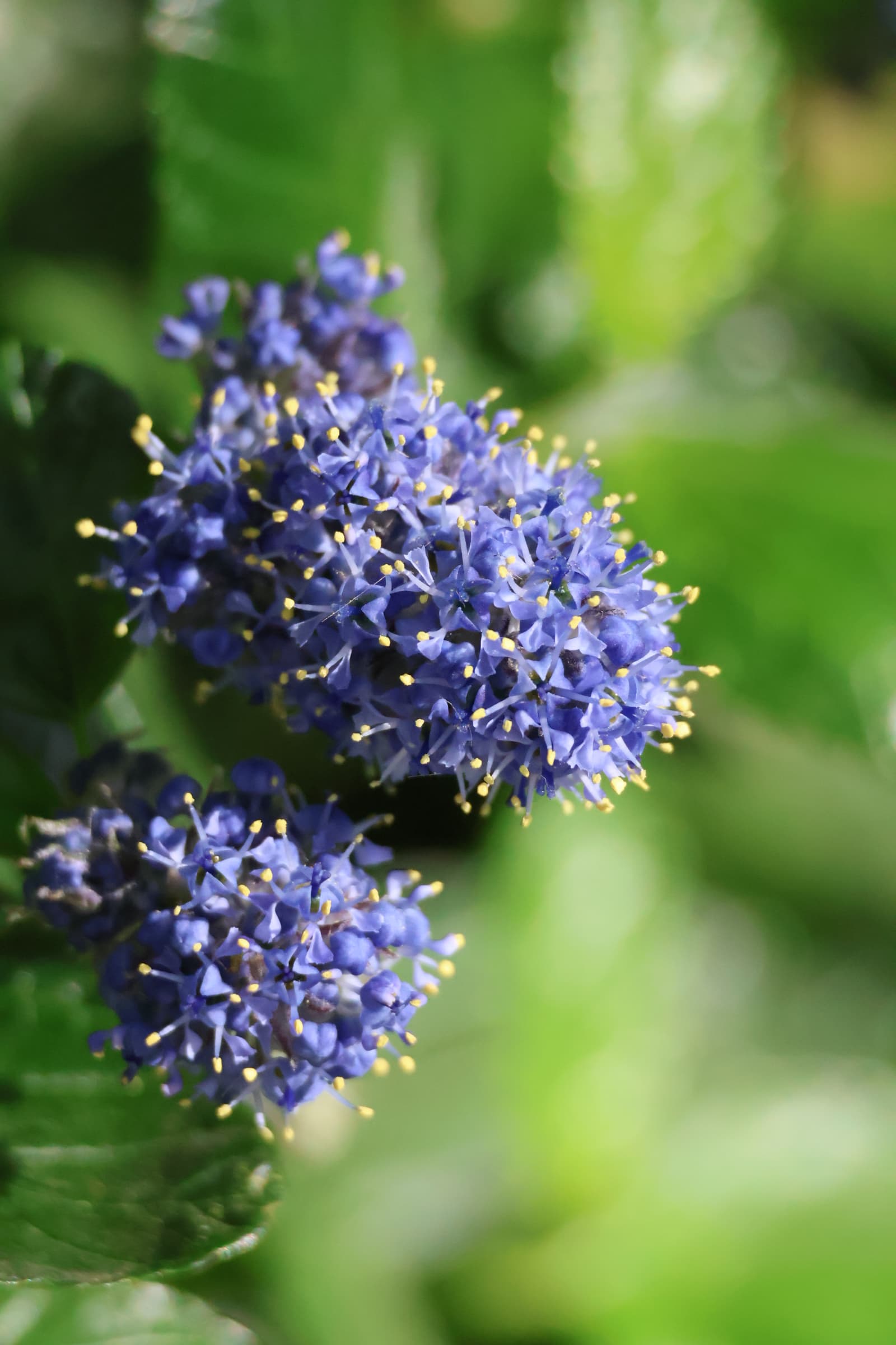 Flower 489