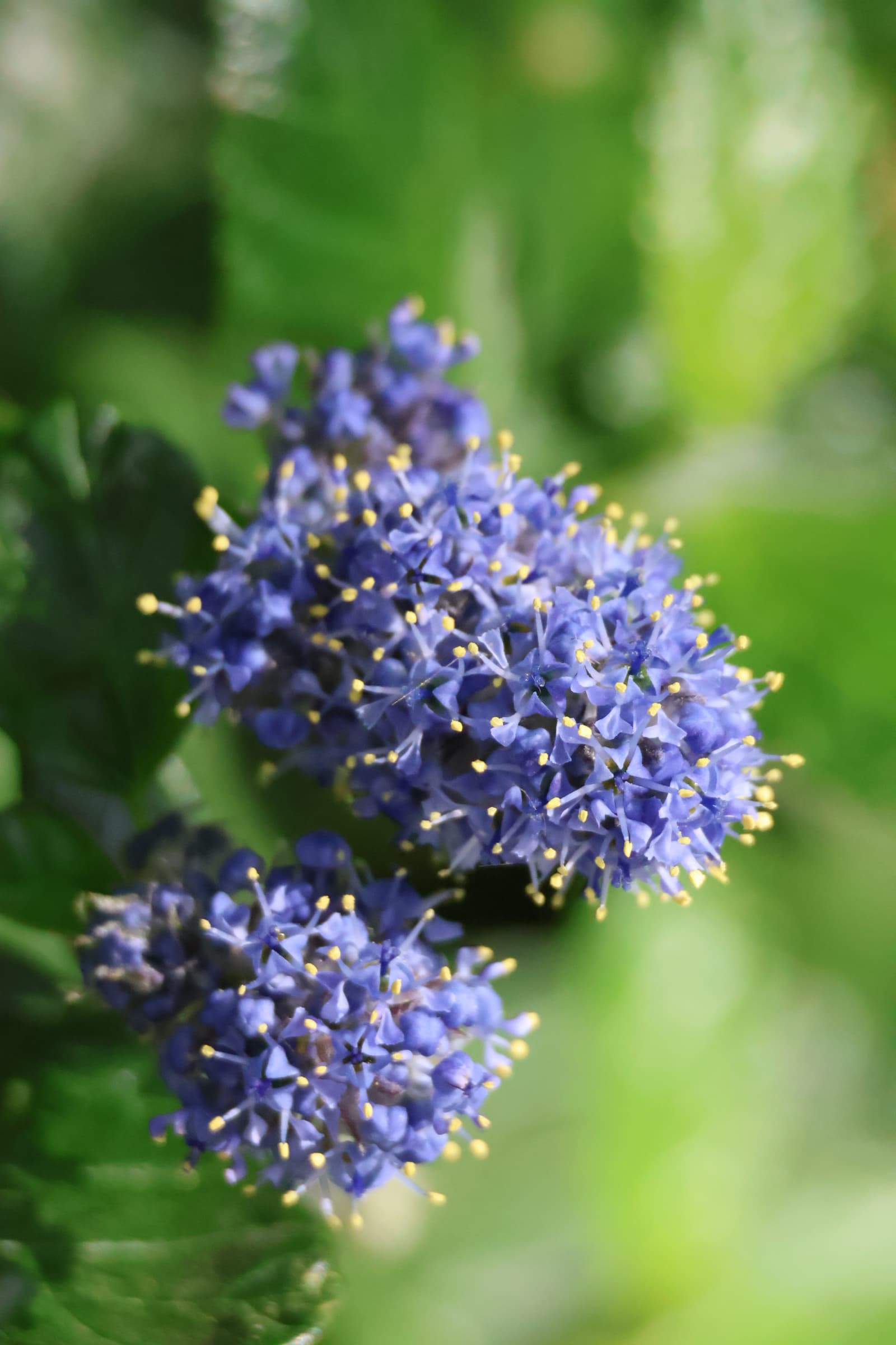 Flower 121