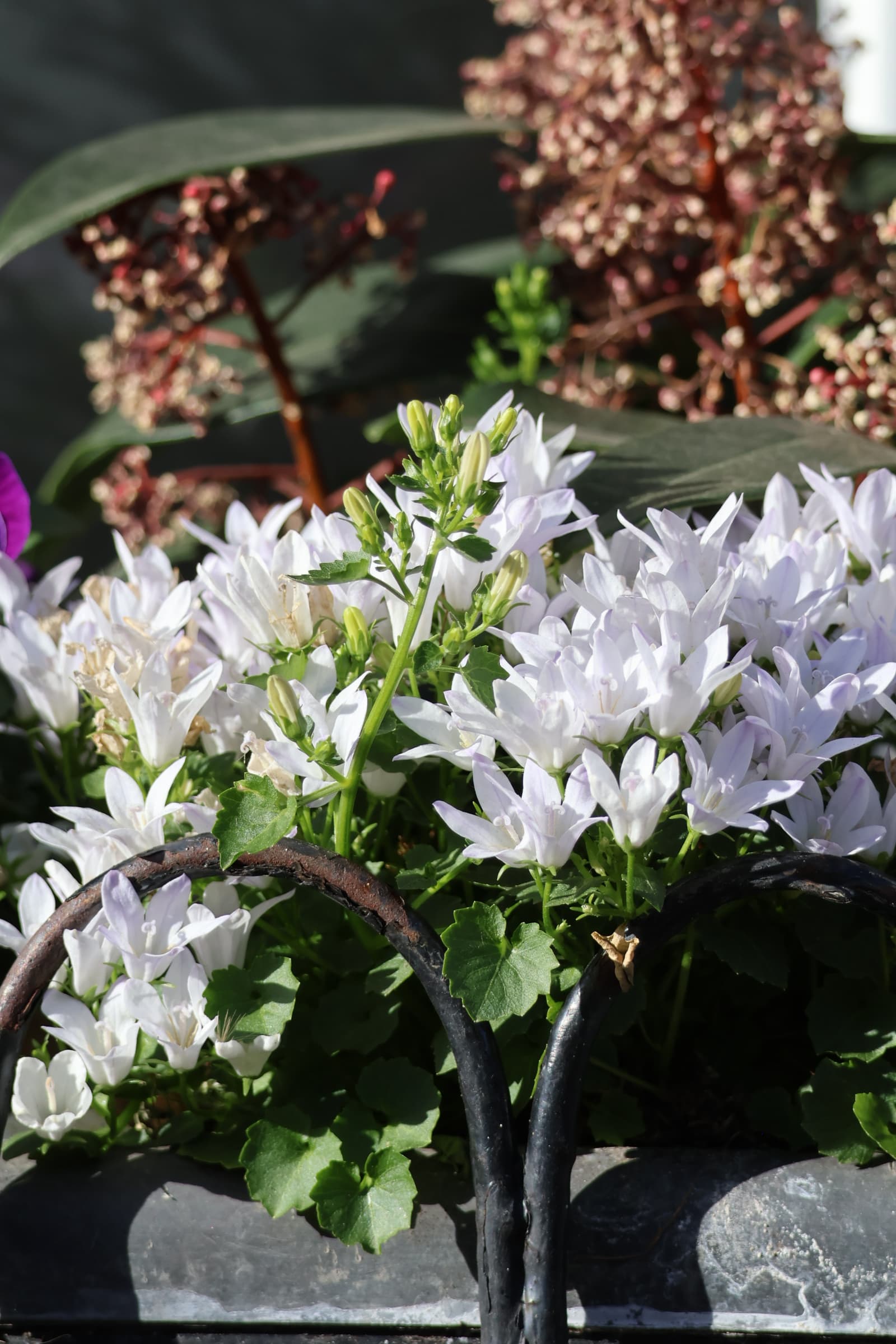 Flower 519