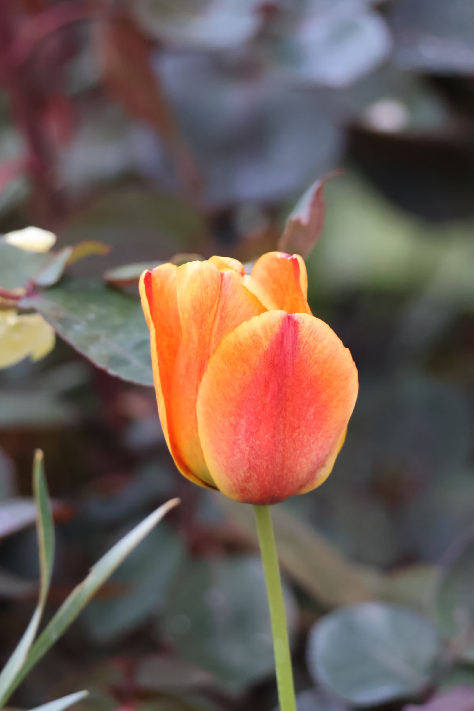Flower 541