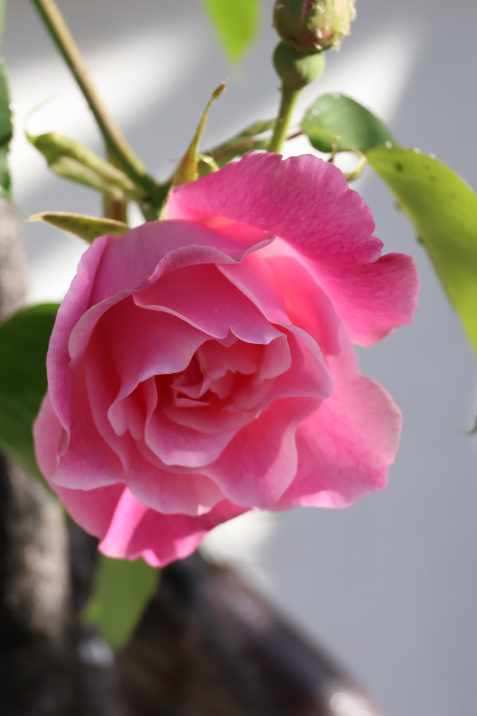 Flower 535