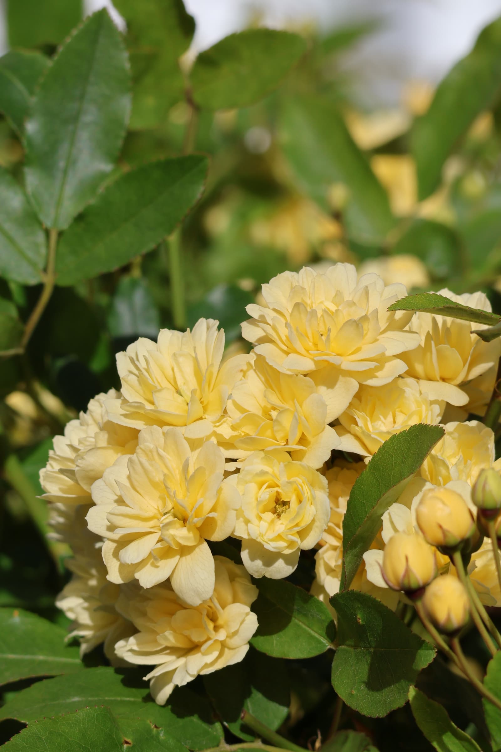 Flower 286
