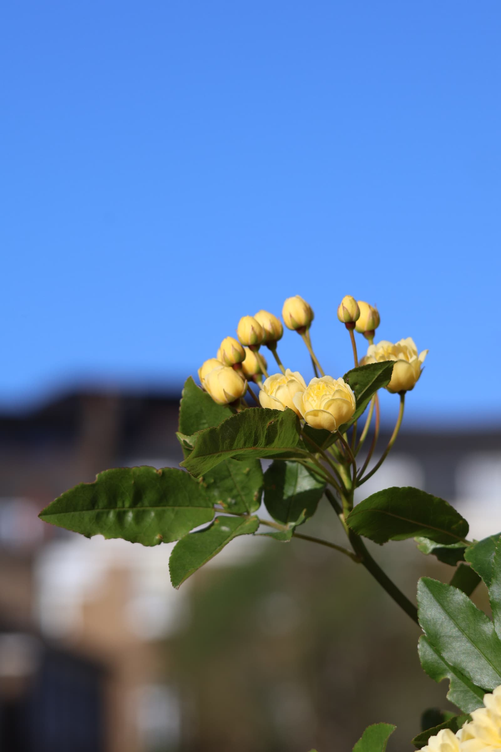 Flower 316