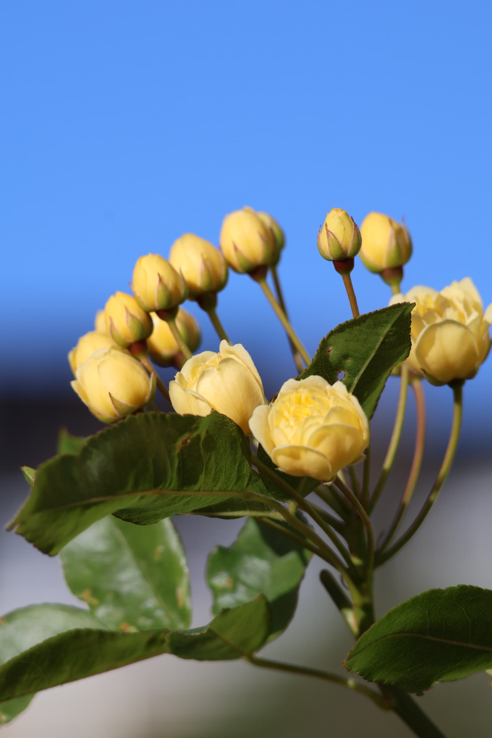 Flower 62