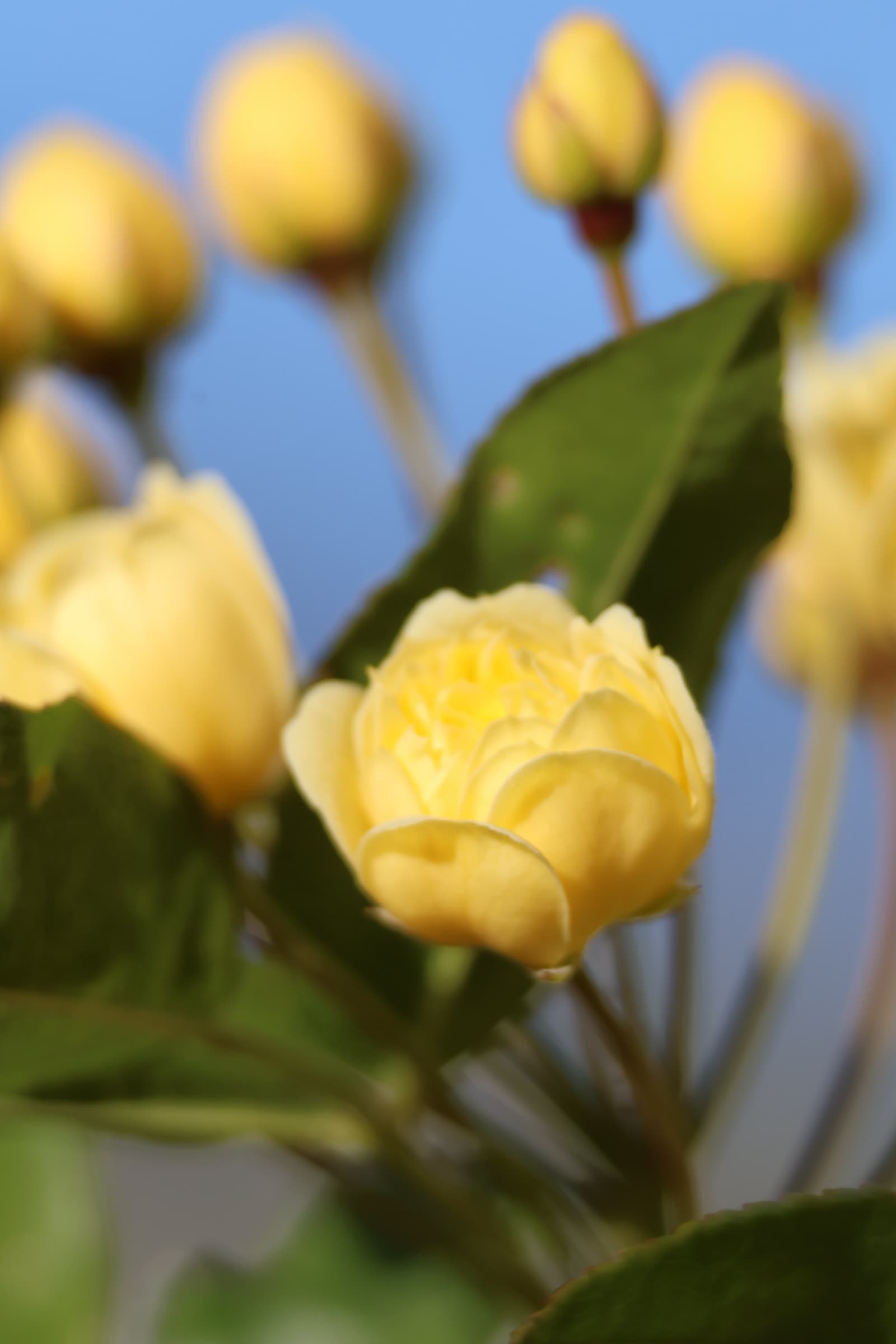 Flower 432