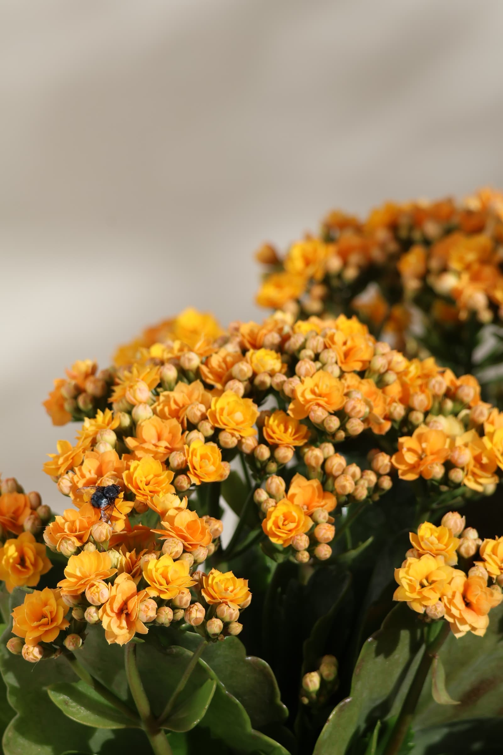 Flower 554