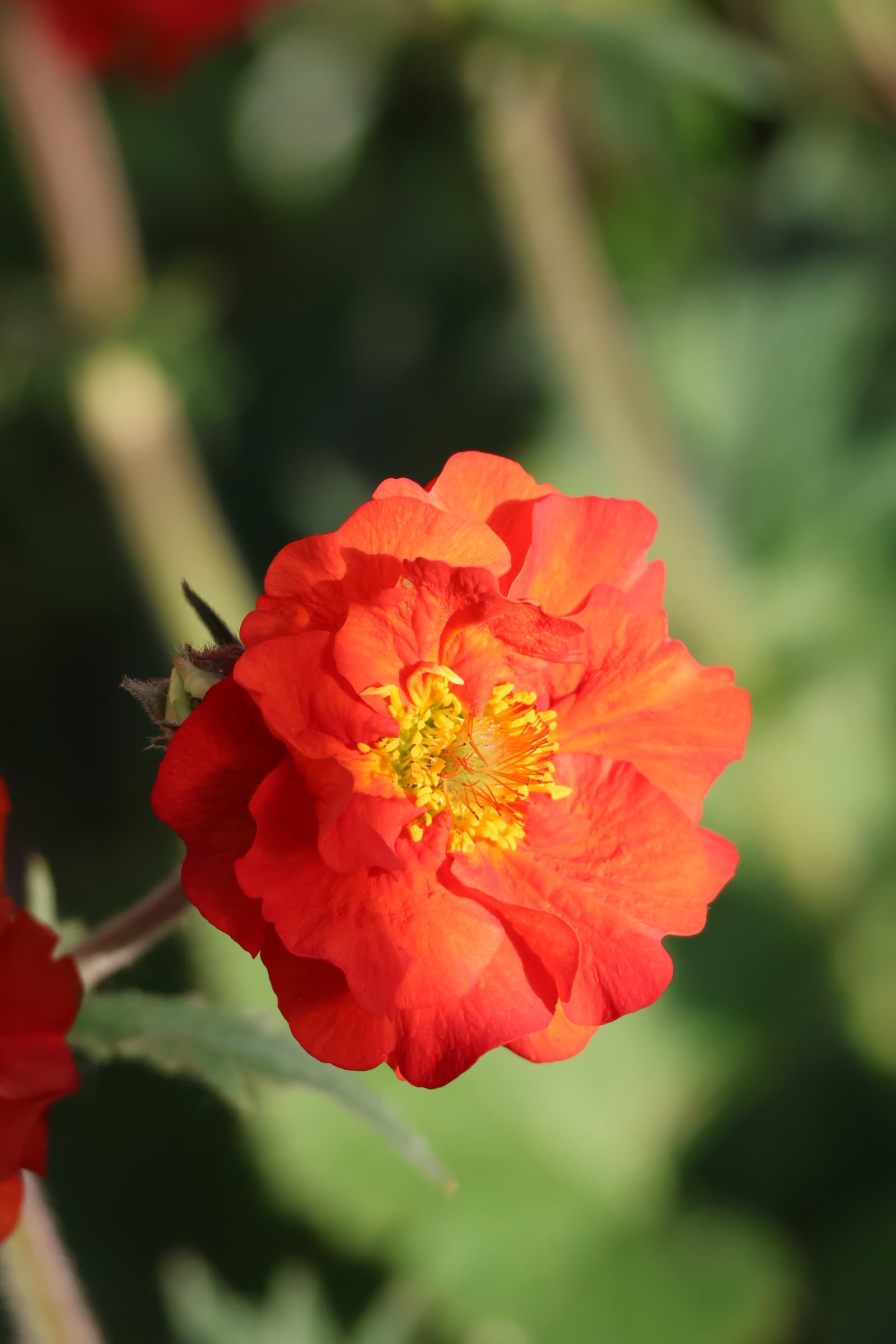 Flower 6