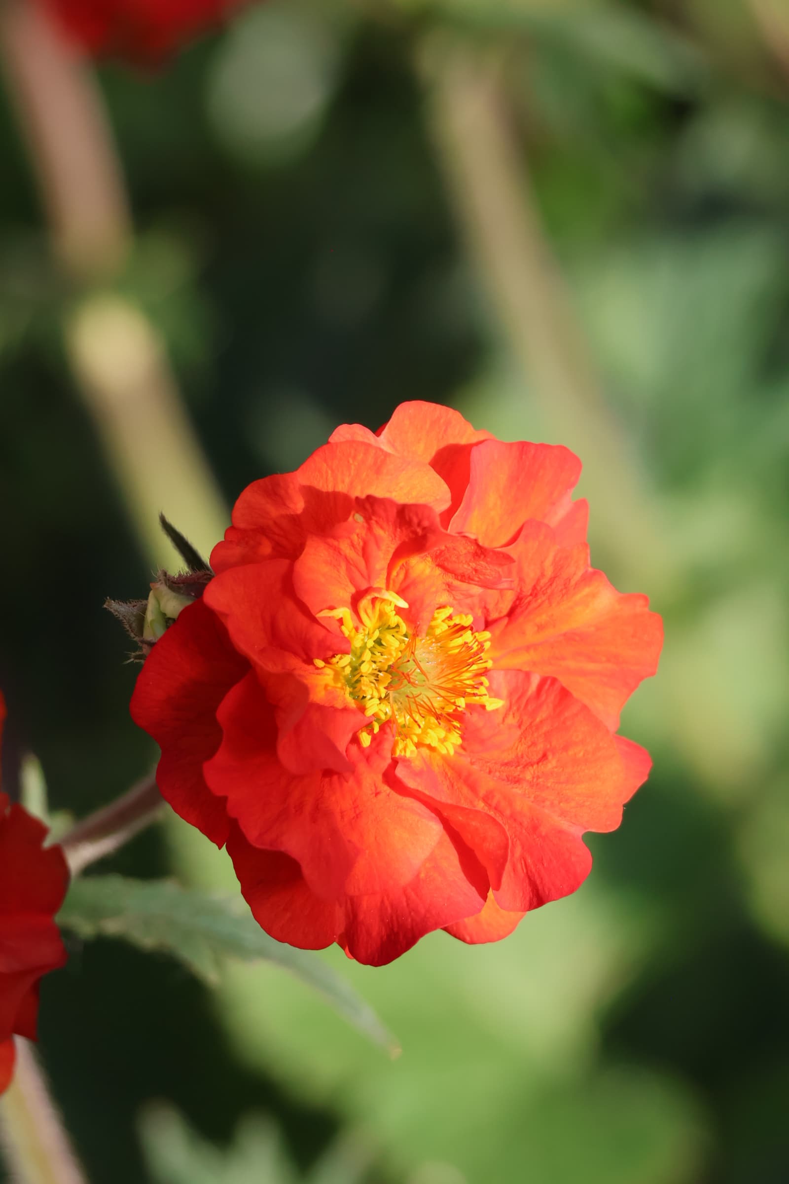 Flower 516