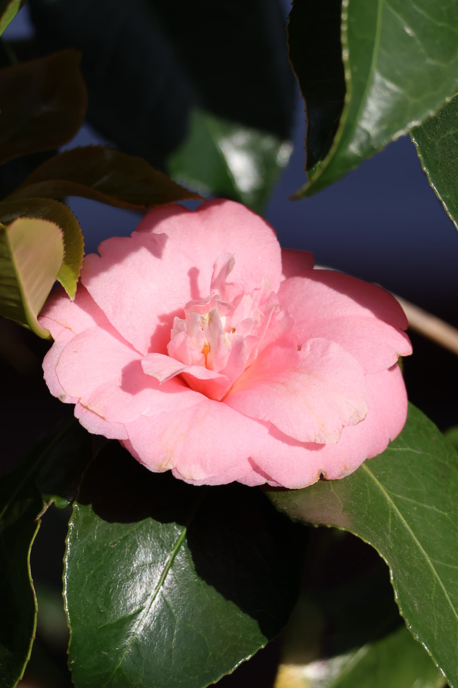 Flower 300