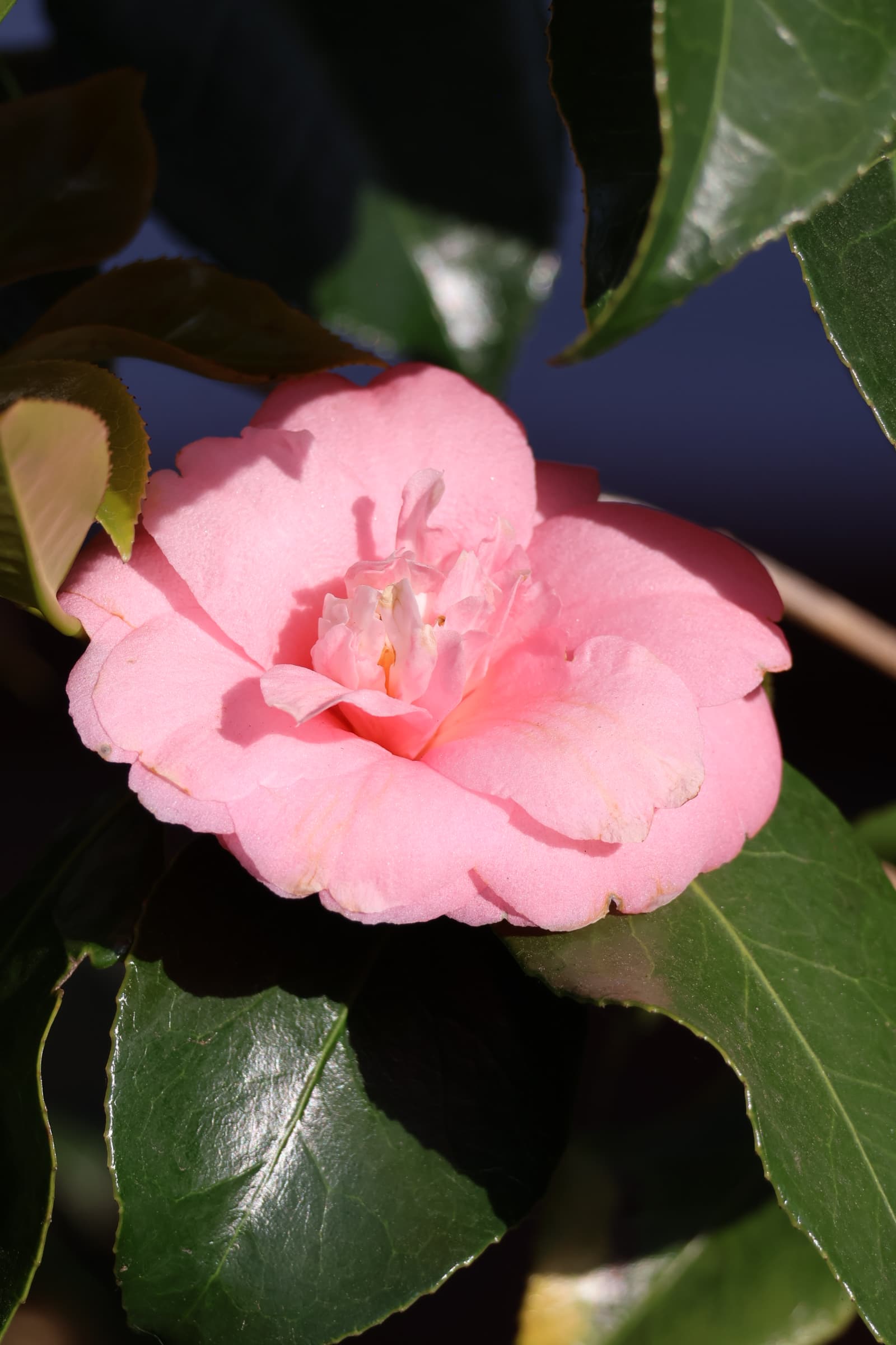 Flower 352