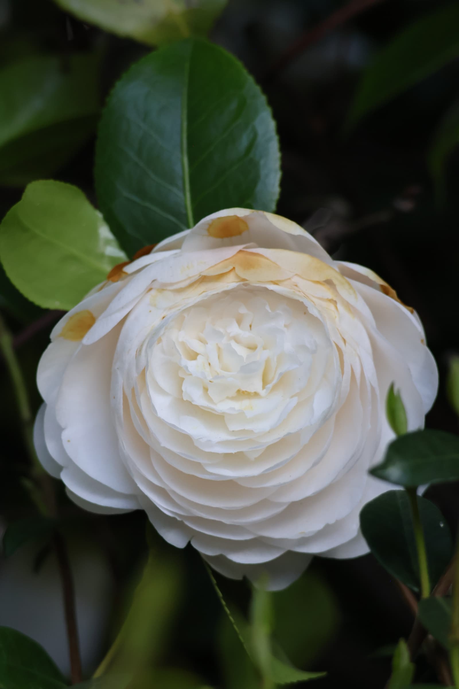 Flower 107