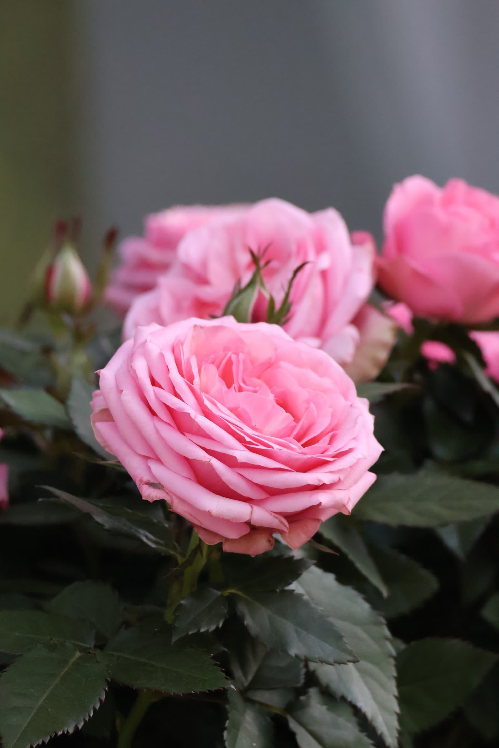 Flower 446
