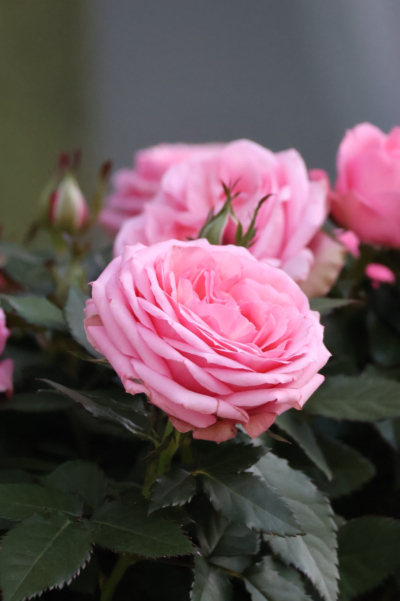 Flower 8