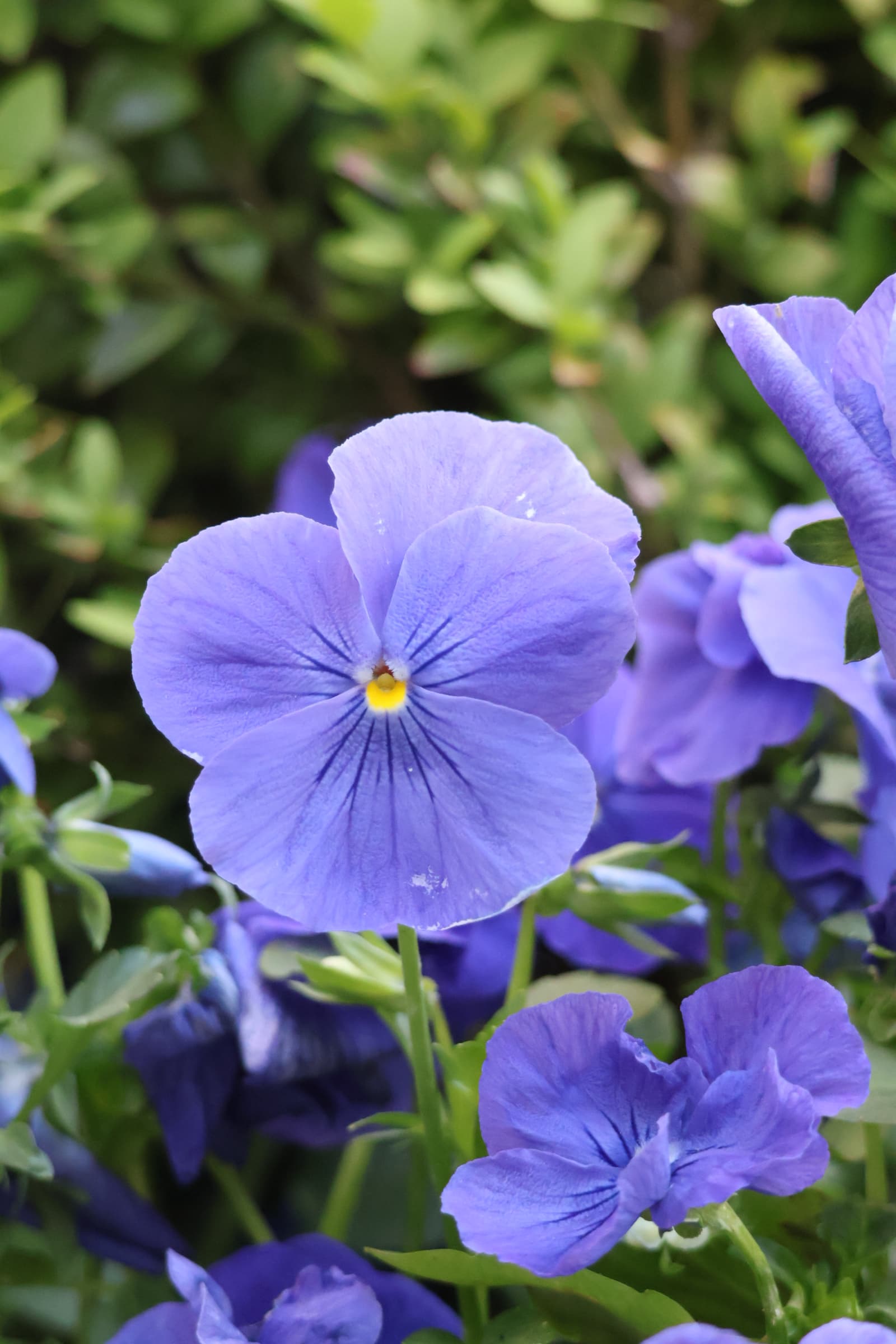 Flower 93