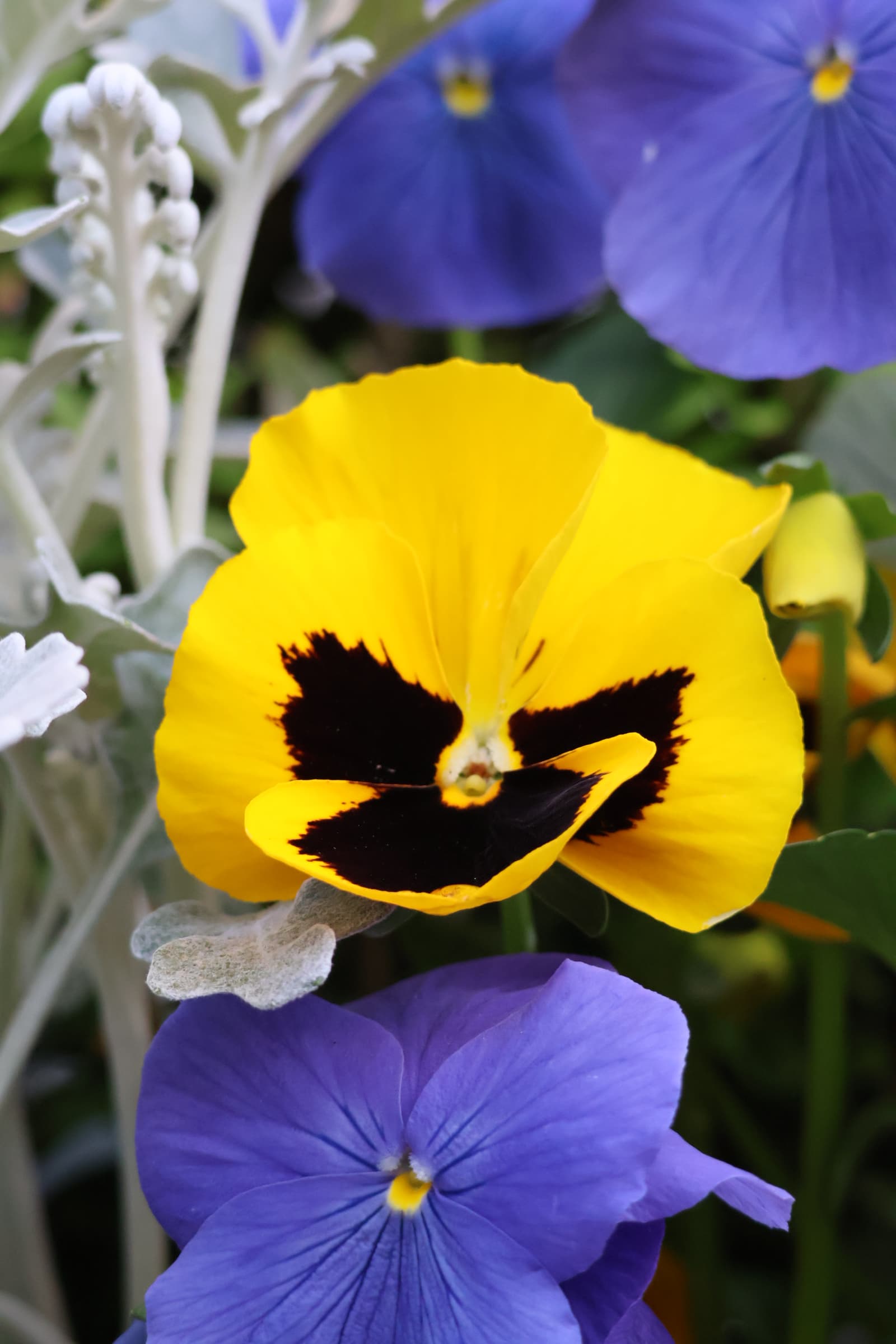 Flower 198