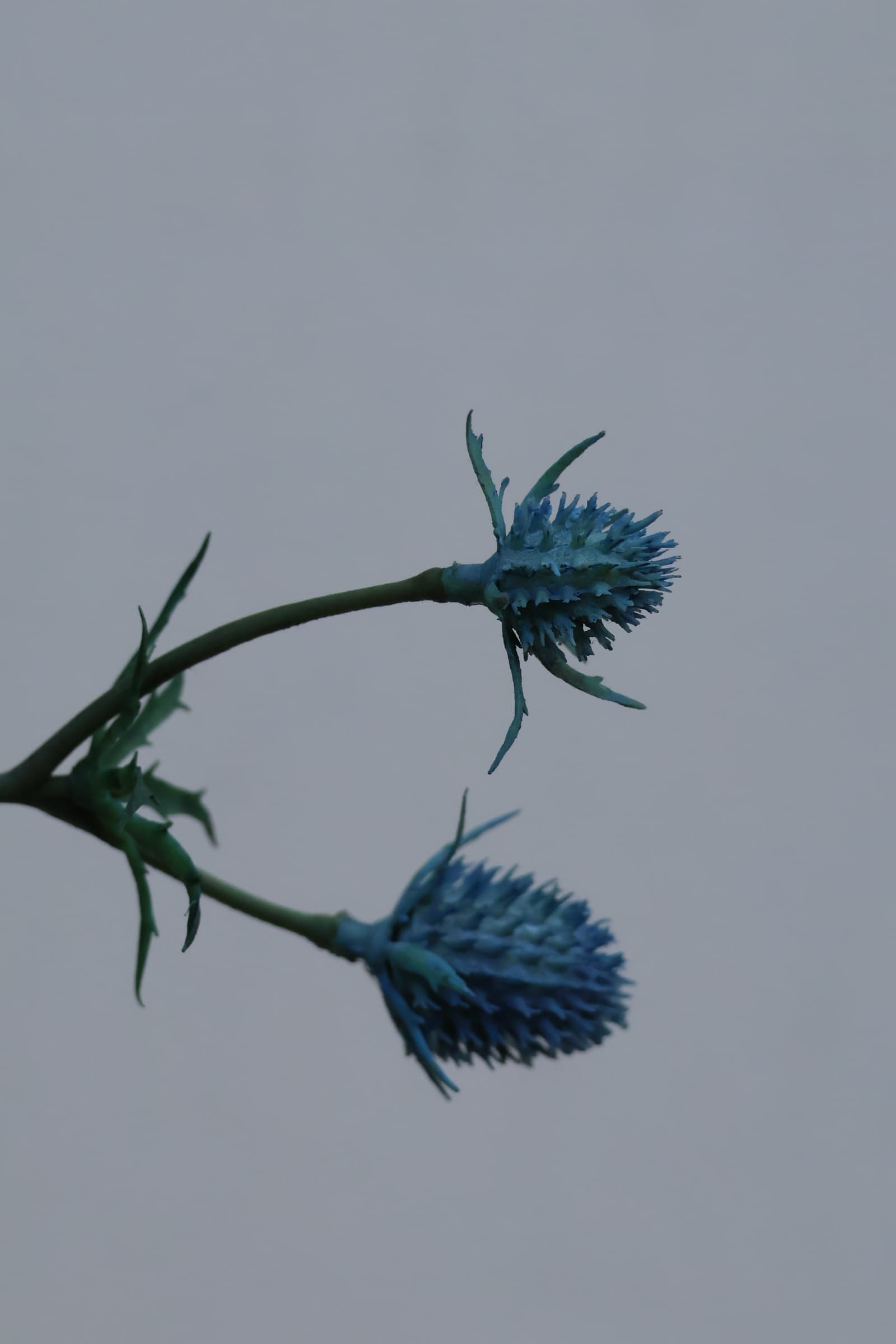 Flower 507