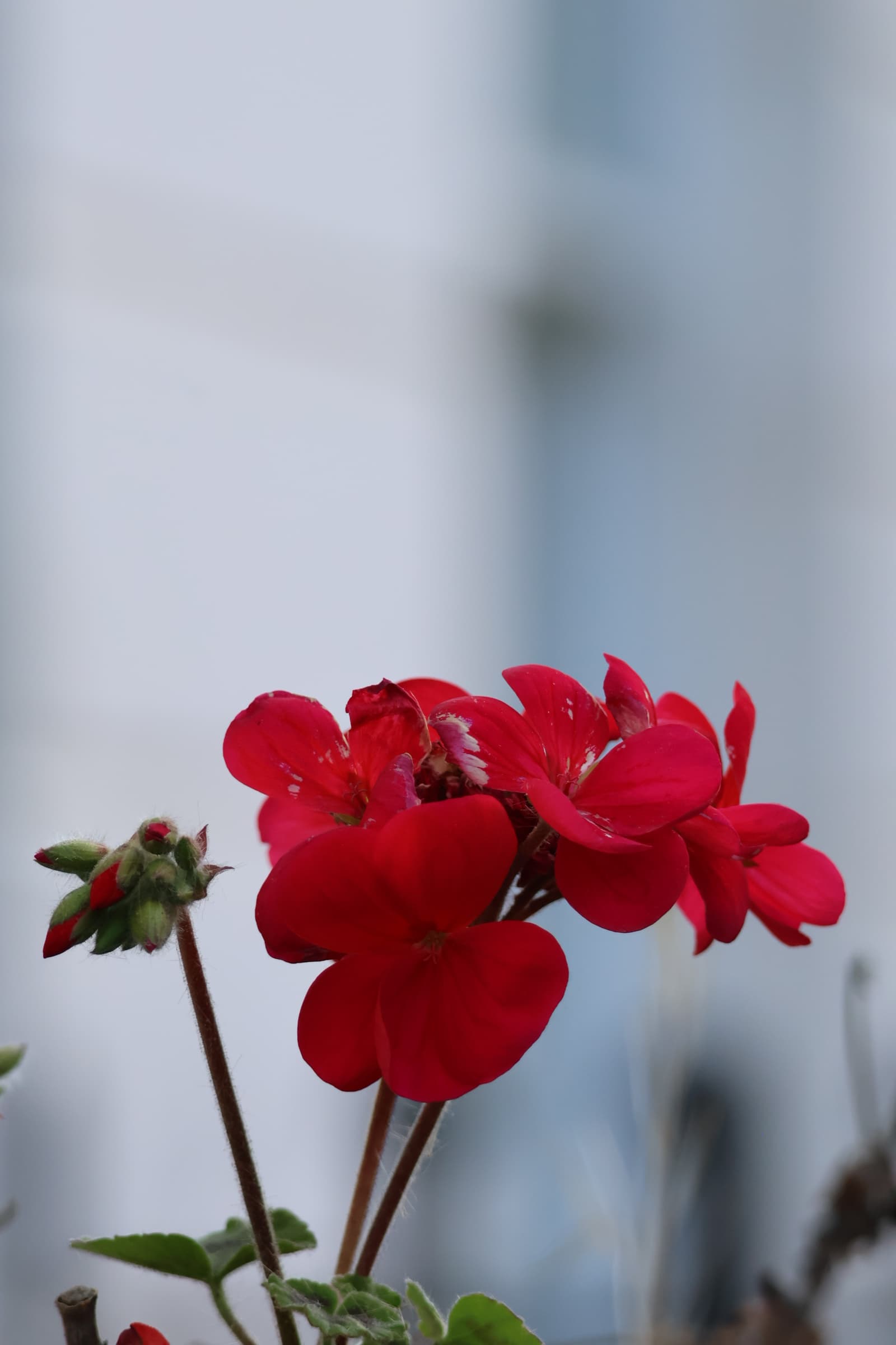 Flower 534