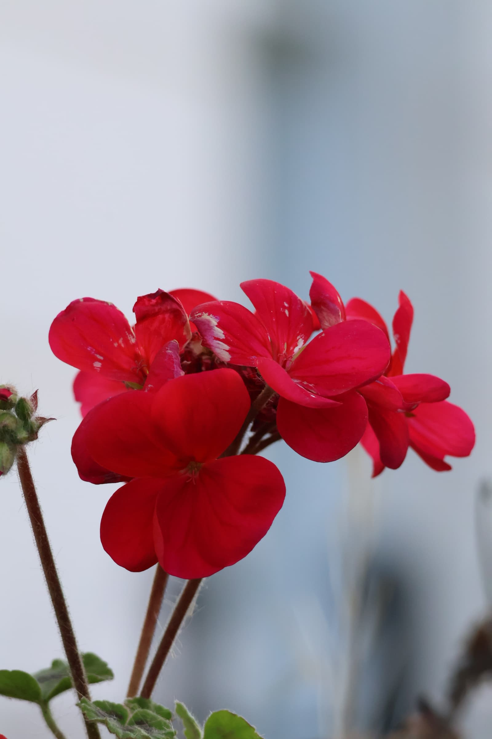 Flower 52