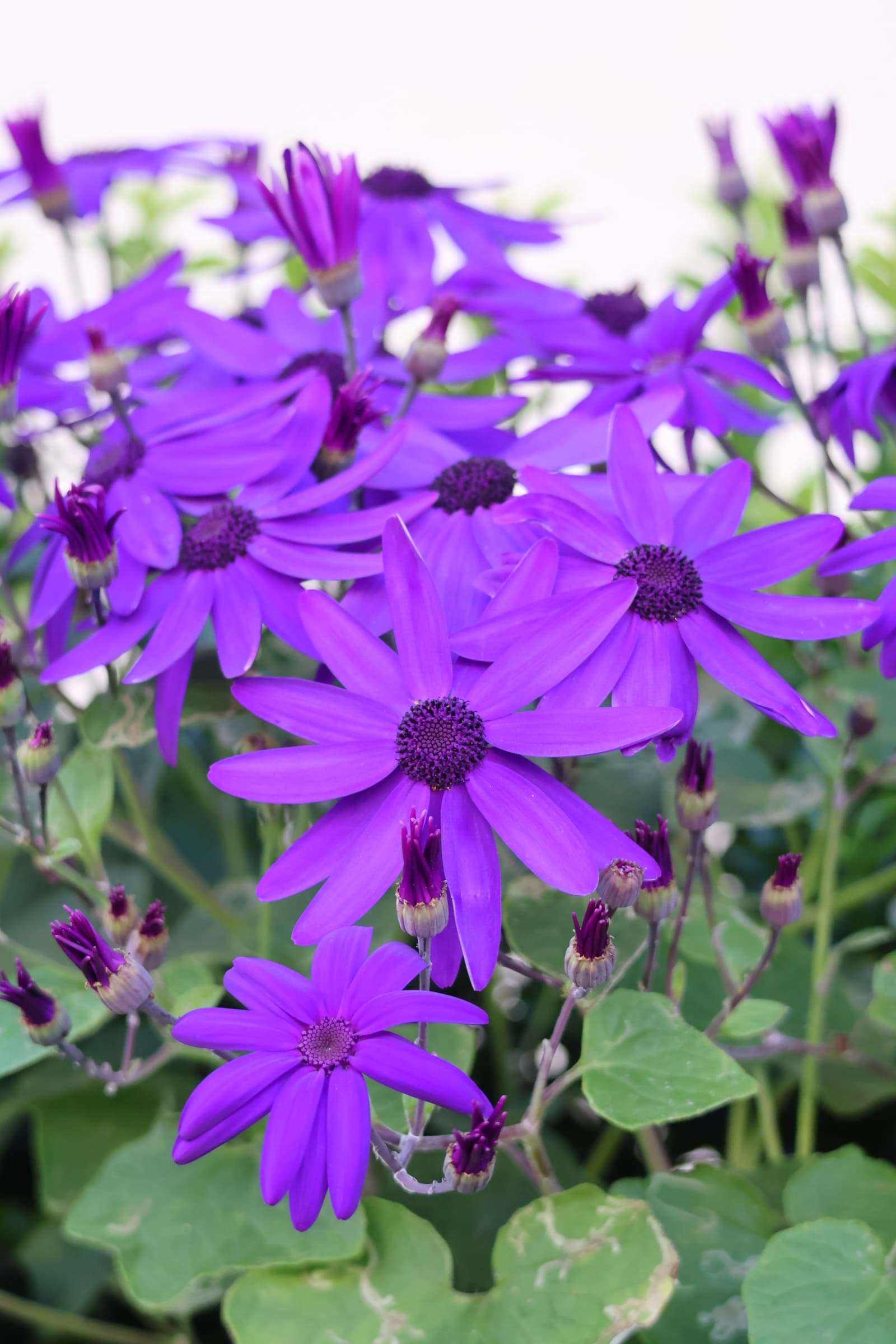 Flower 199