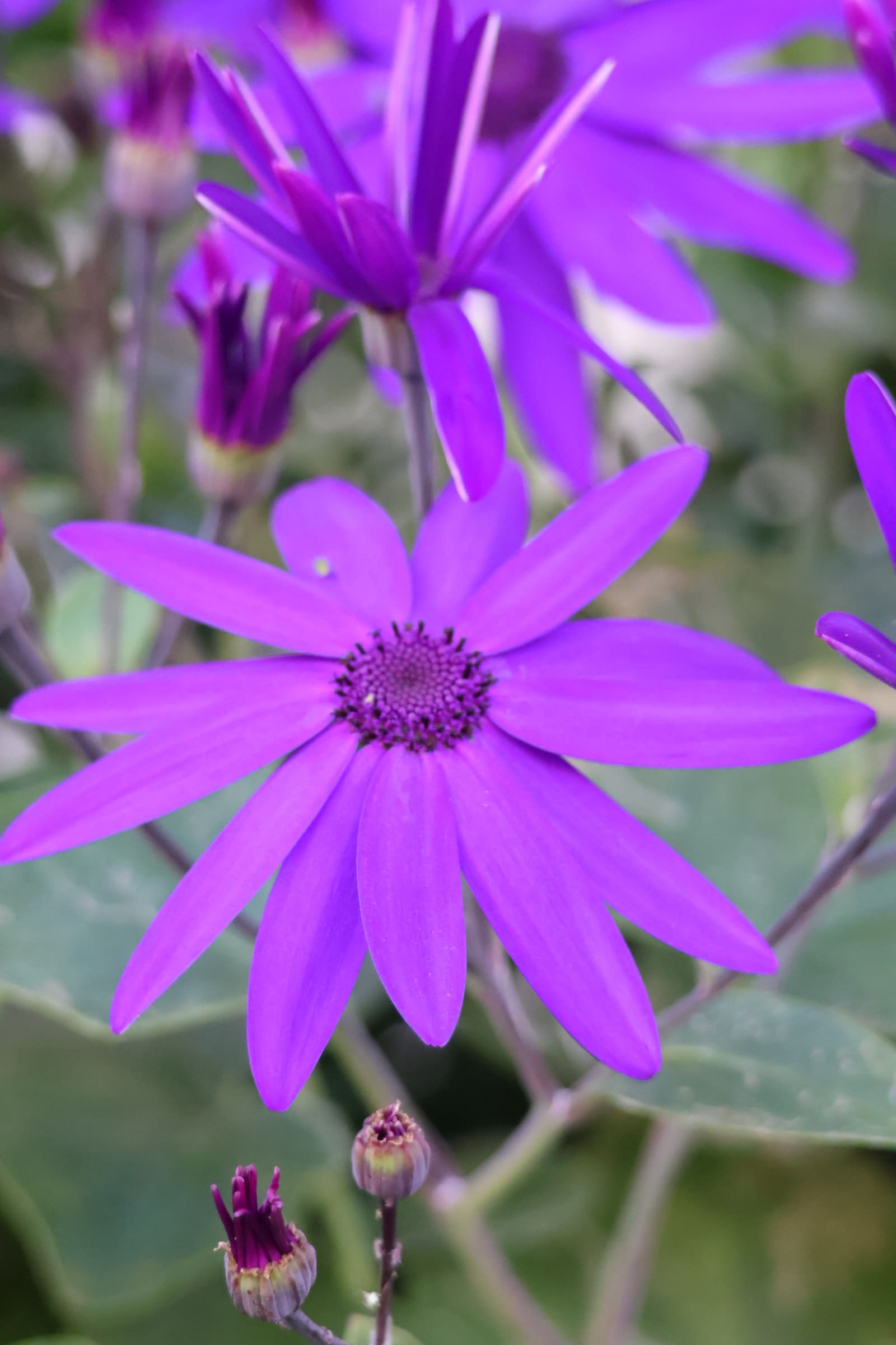 Flower 41
