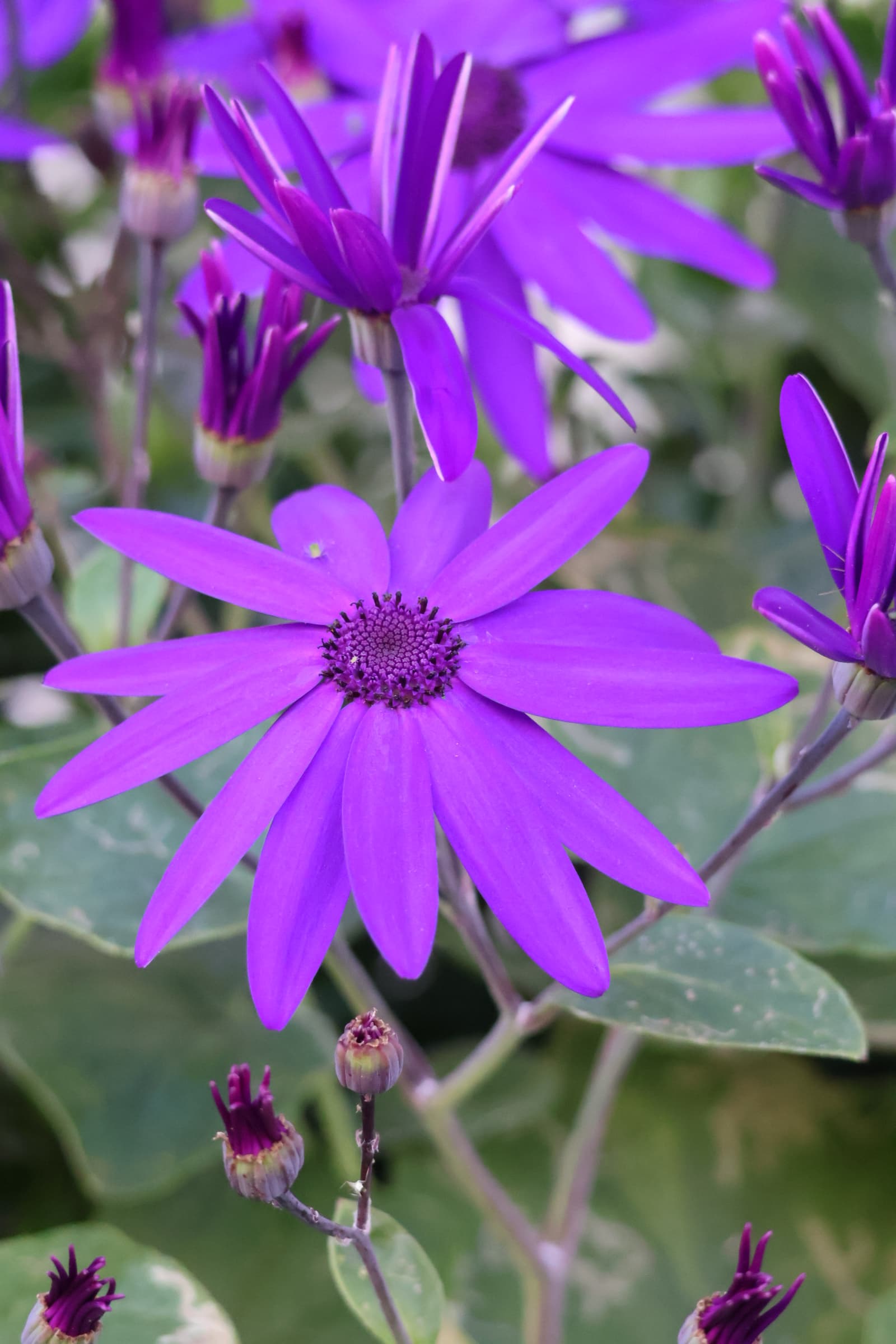 Flower 392