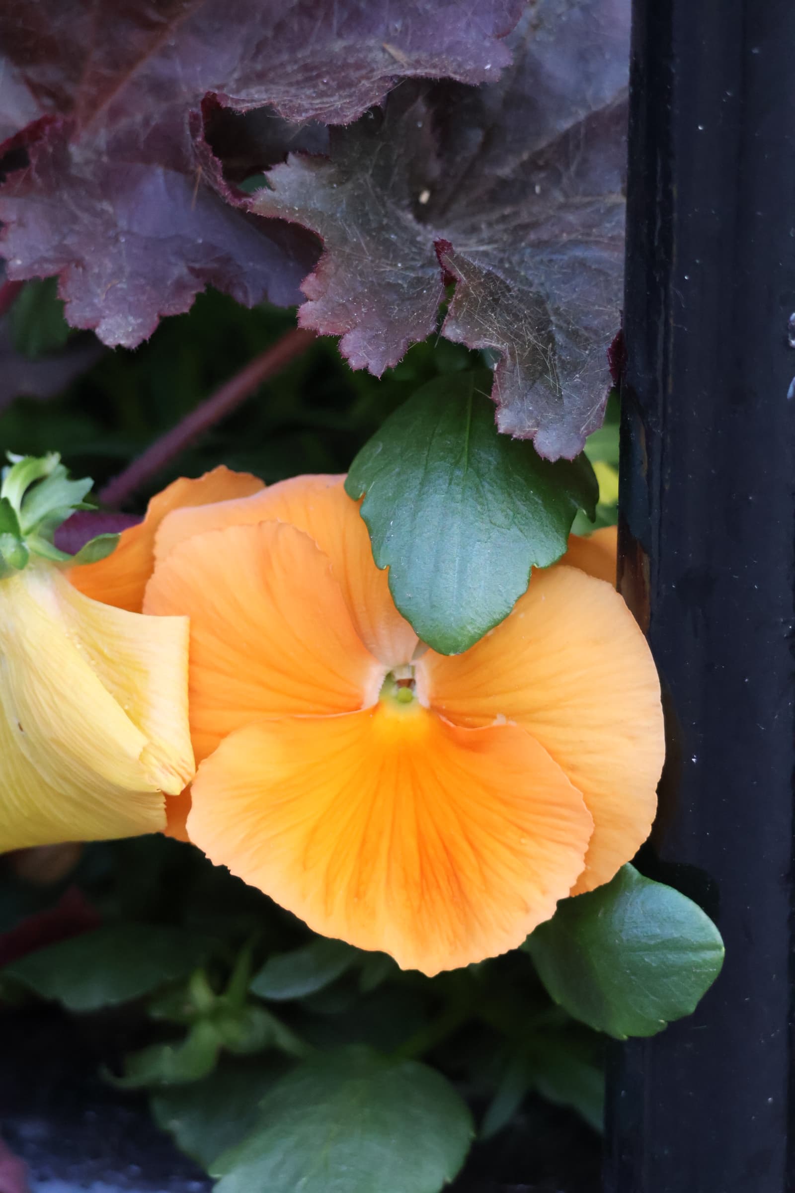 Flower 22