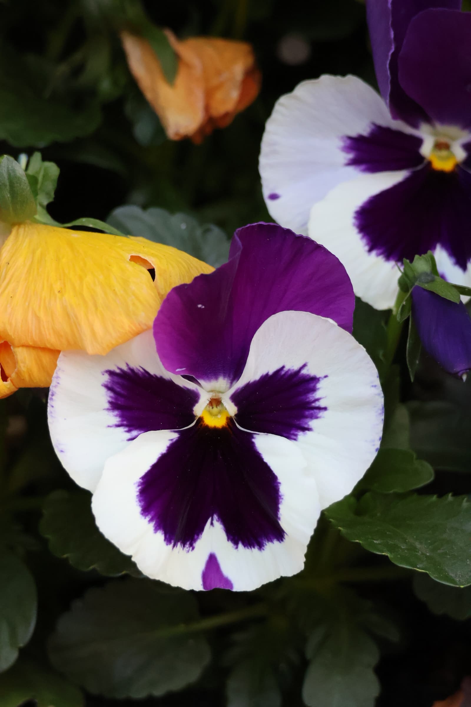 Flower 303