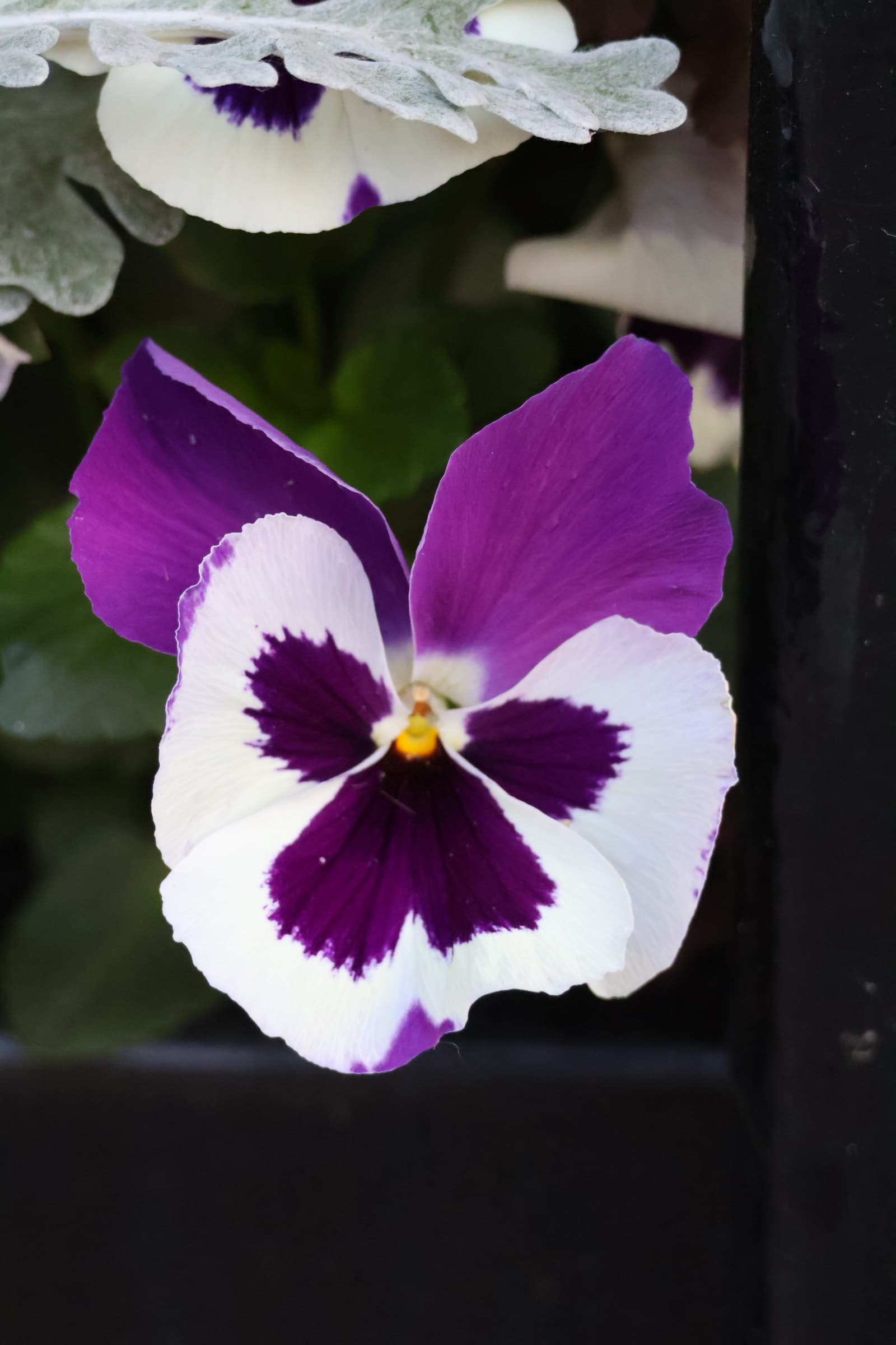 Flower 94