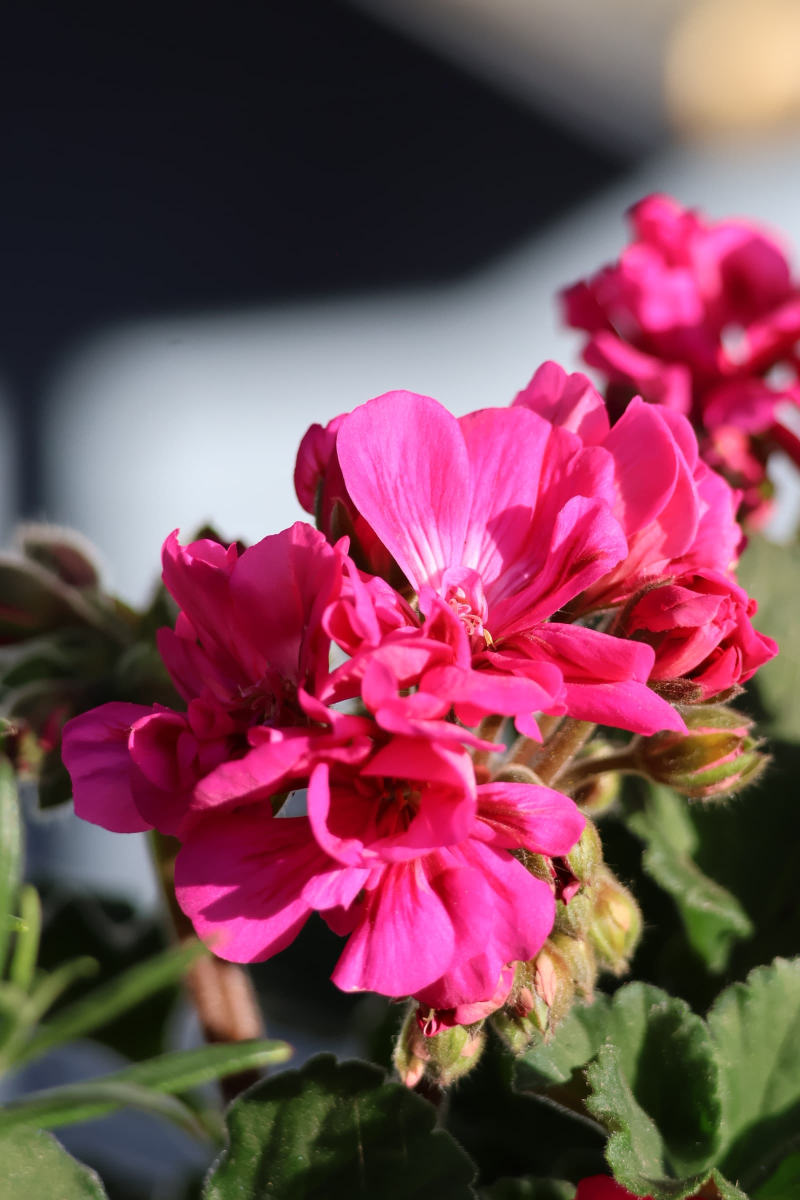 Flower 421